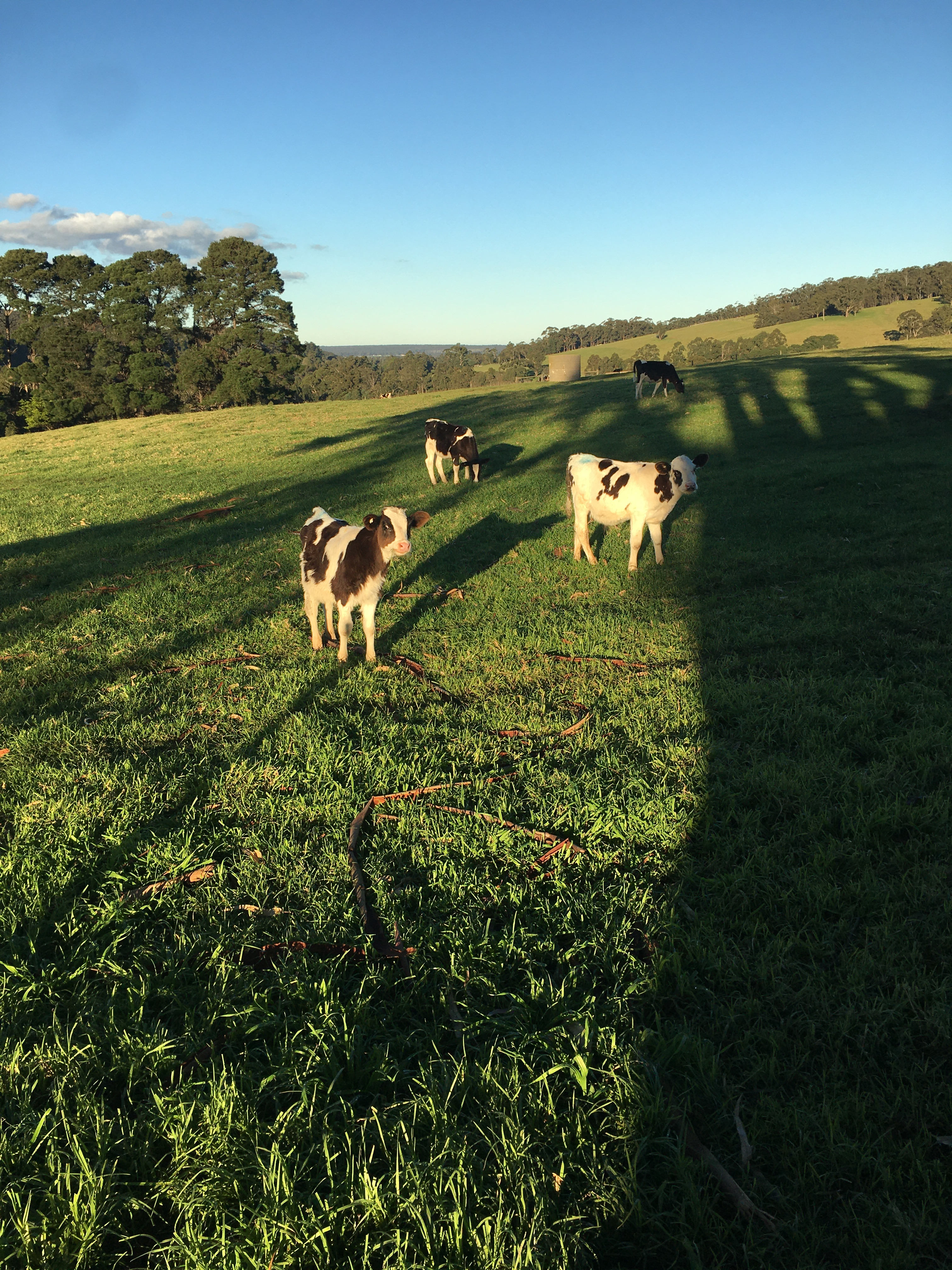 Bovine companions.
Kate and T let Harvi help feed the calves. 