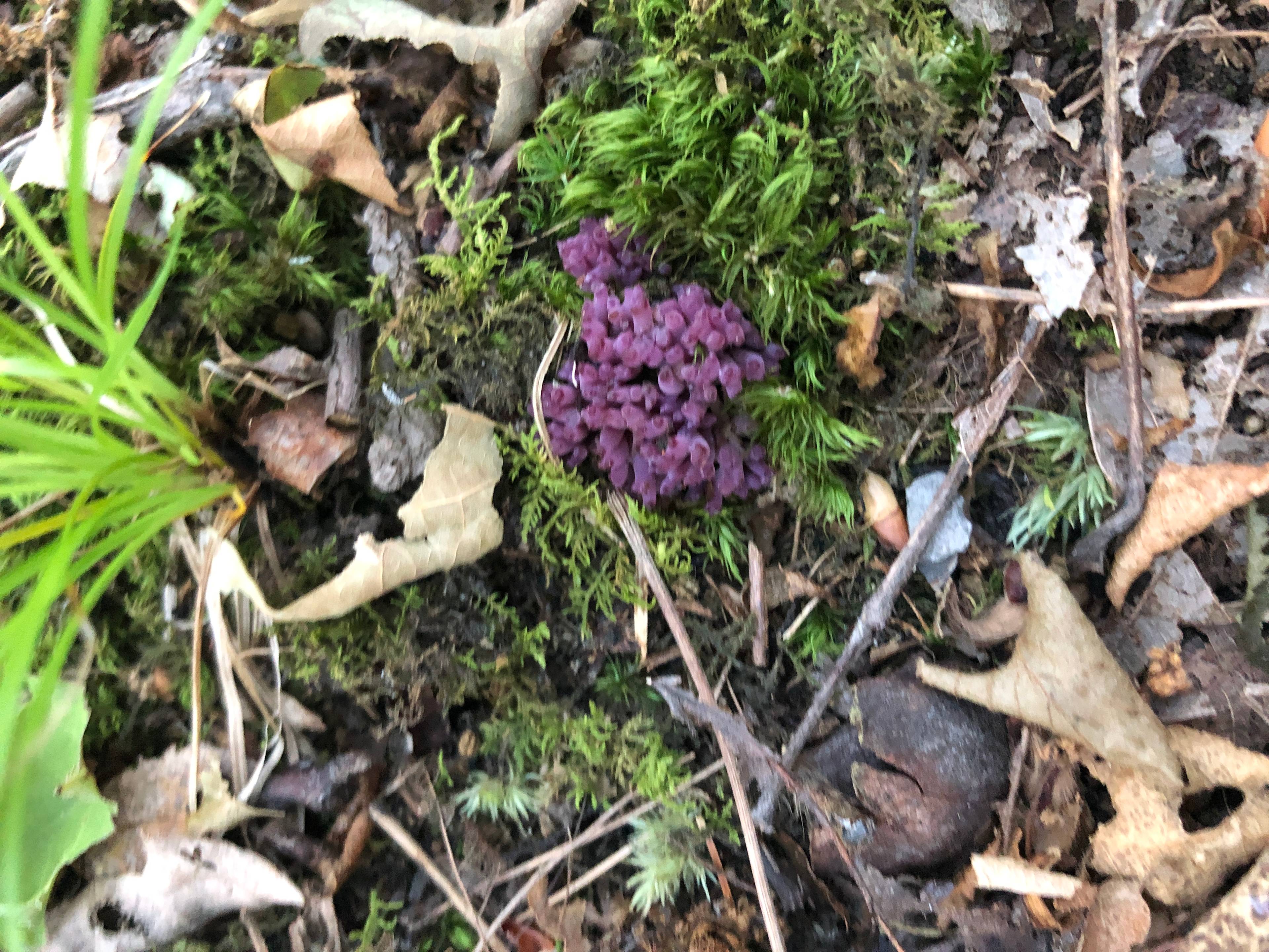 Mushrooms in the woods