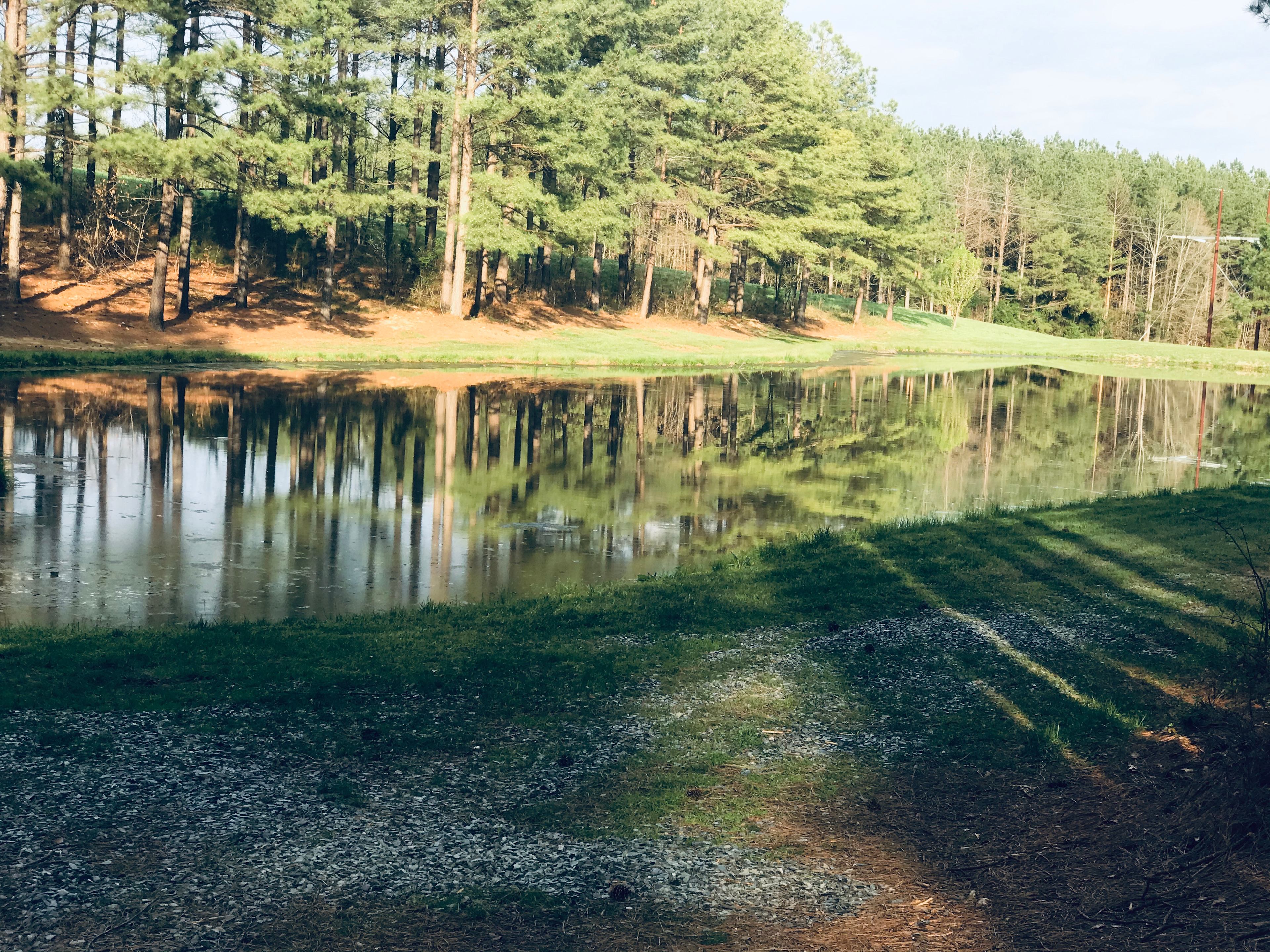  A view from the driveway down to the pond. 