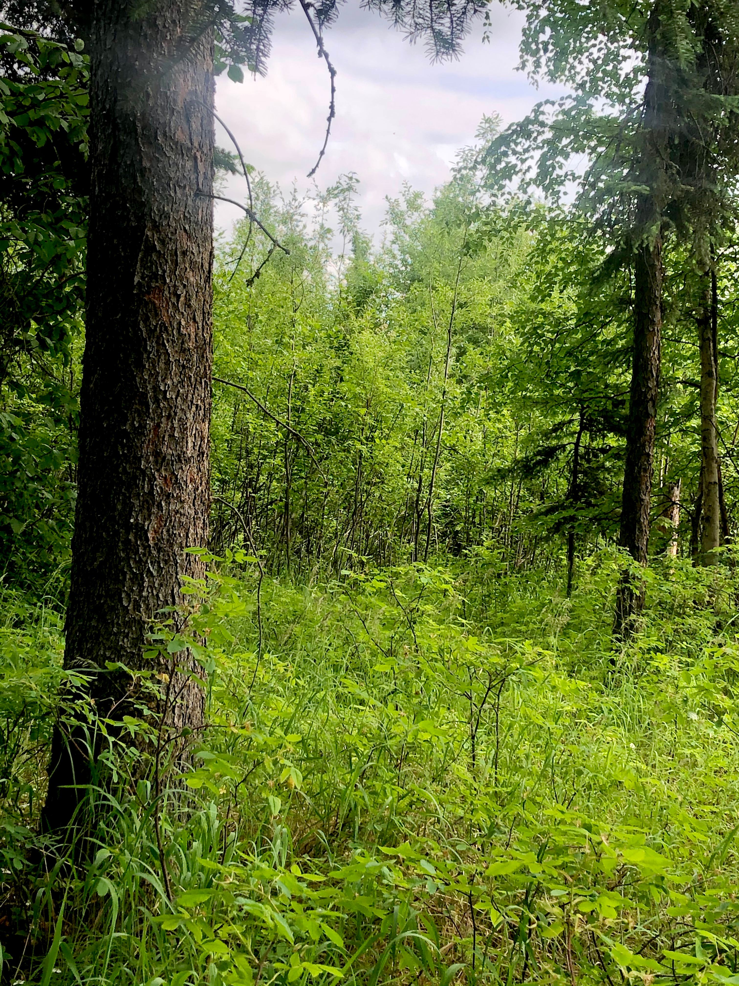 Forest meadow