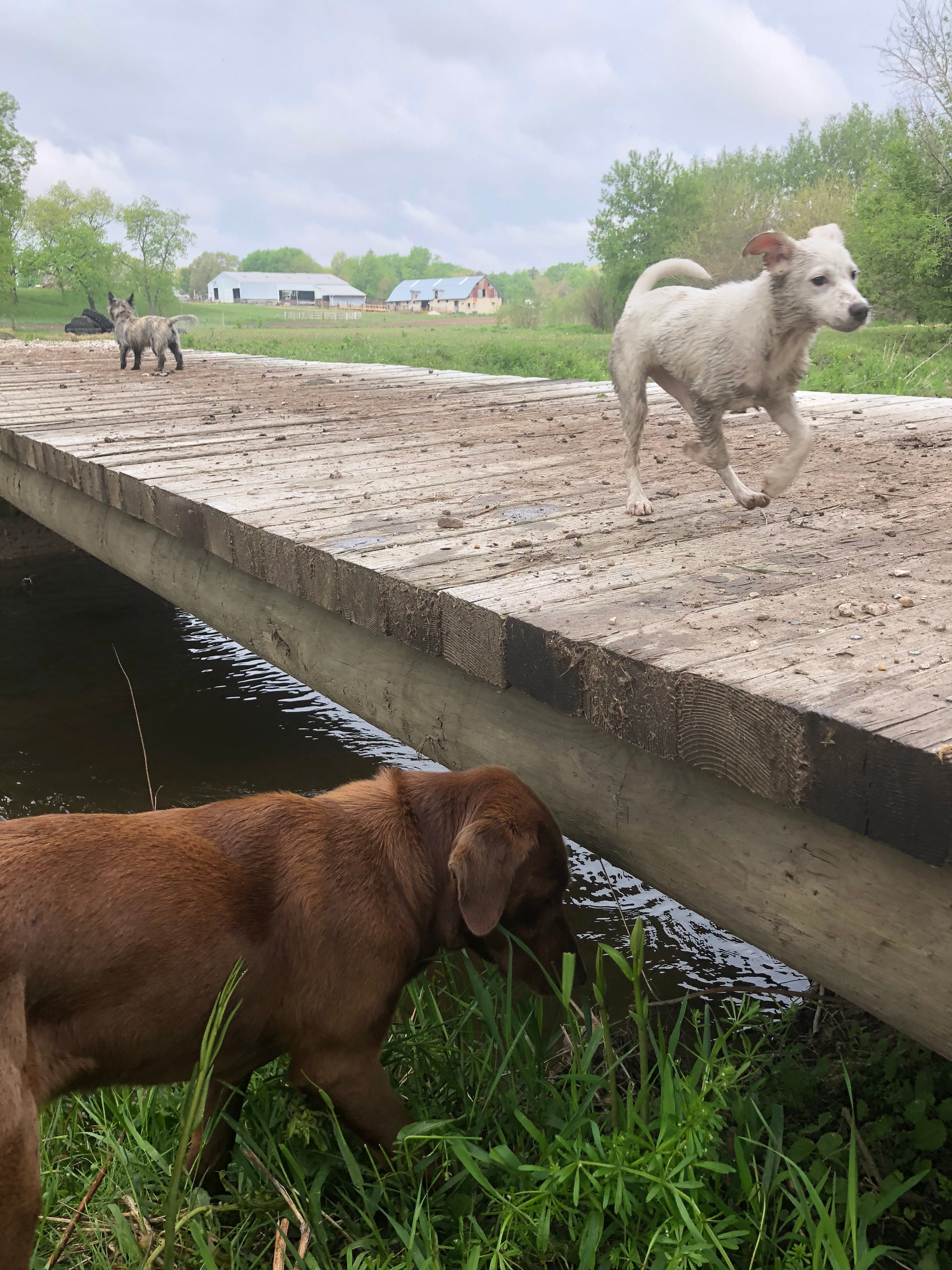 Millbrook Trail Rides