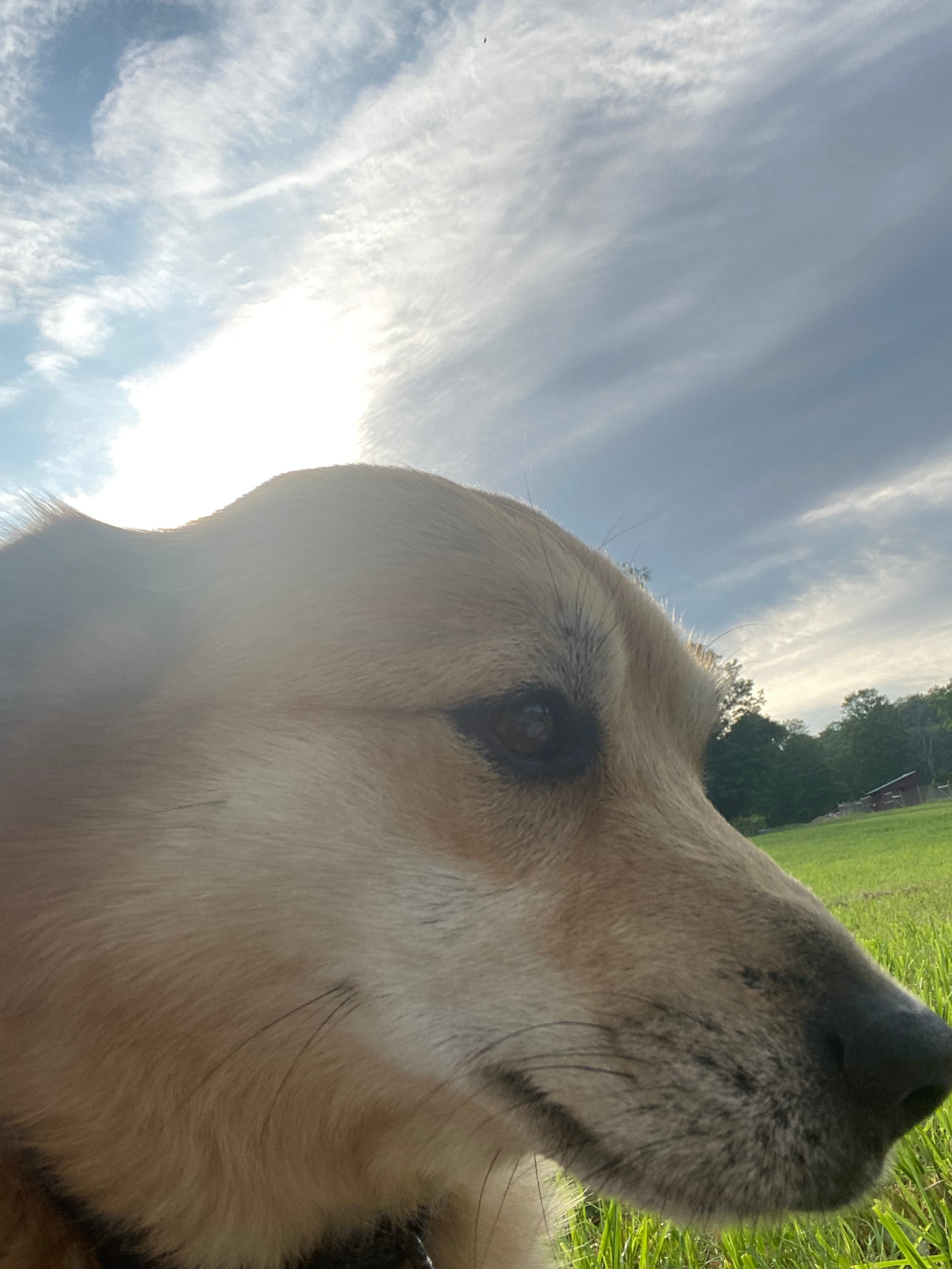 friendly dog leo greeted us!! 