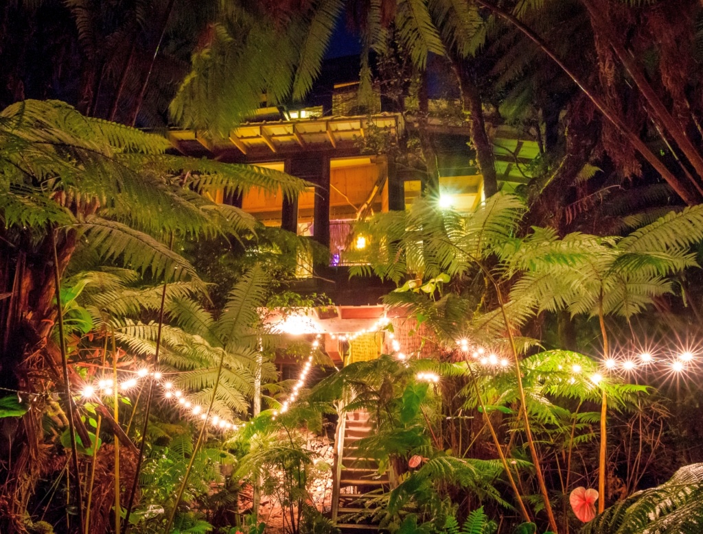 TreeHouse in canopy of trees