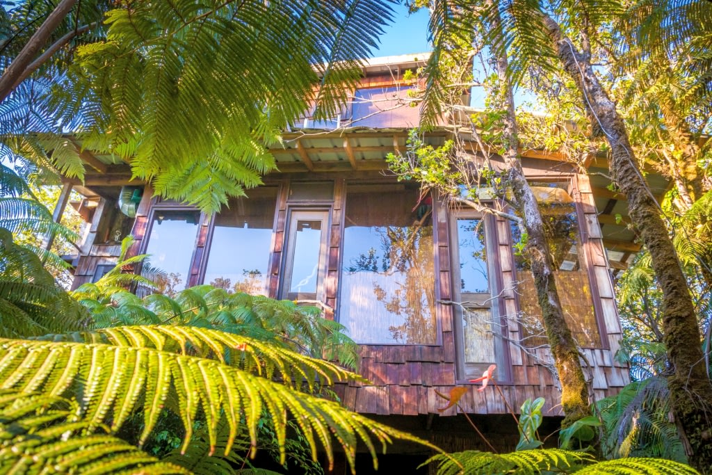 TreeHouse in canopy of trees