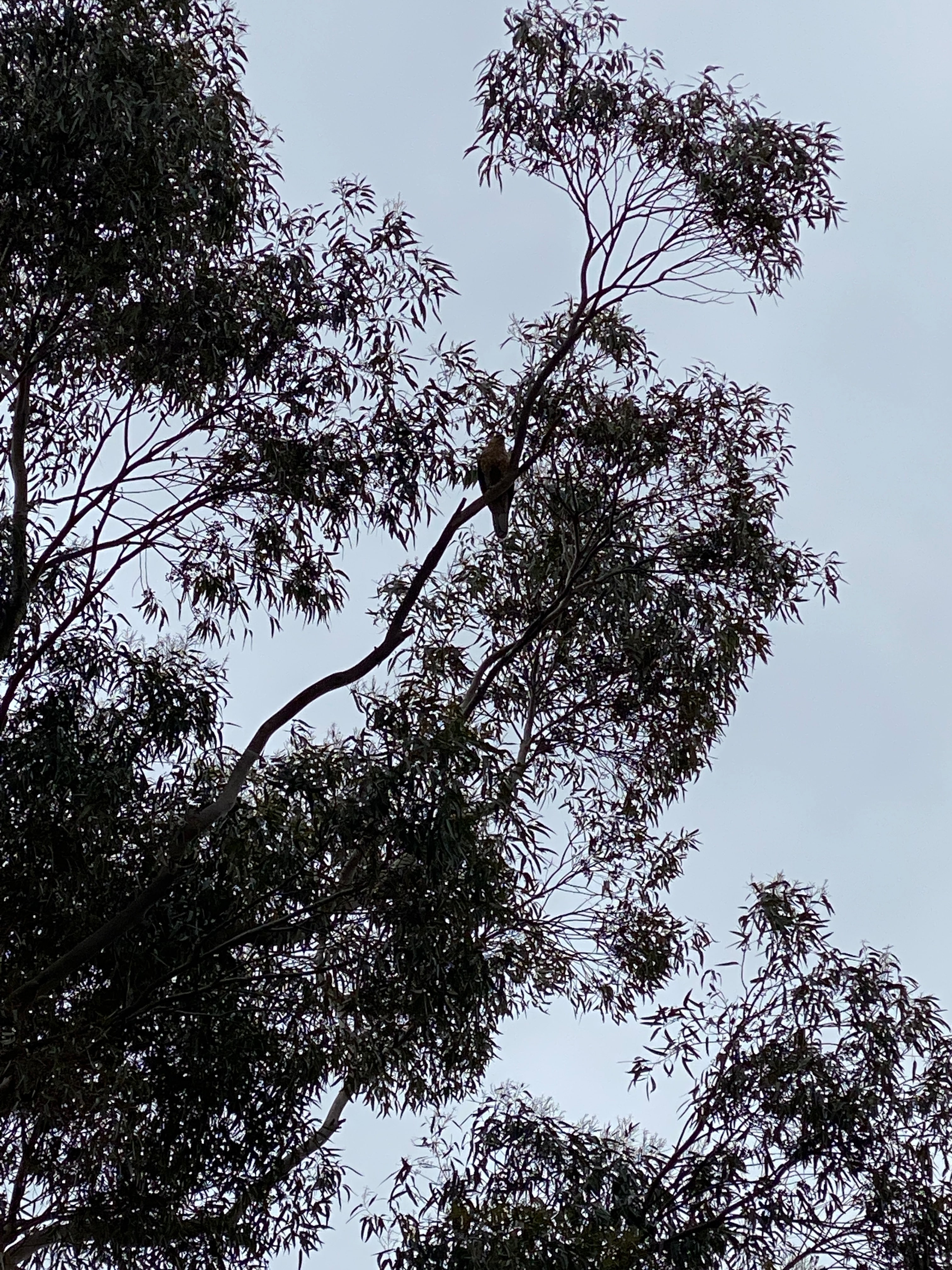 Raptor Retreat
