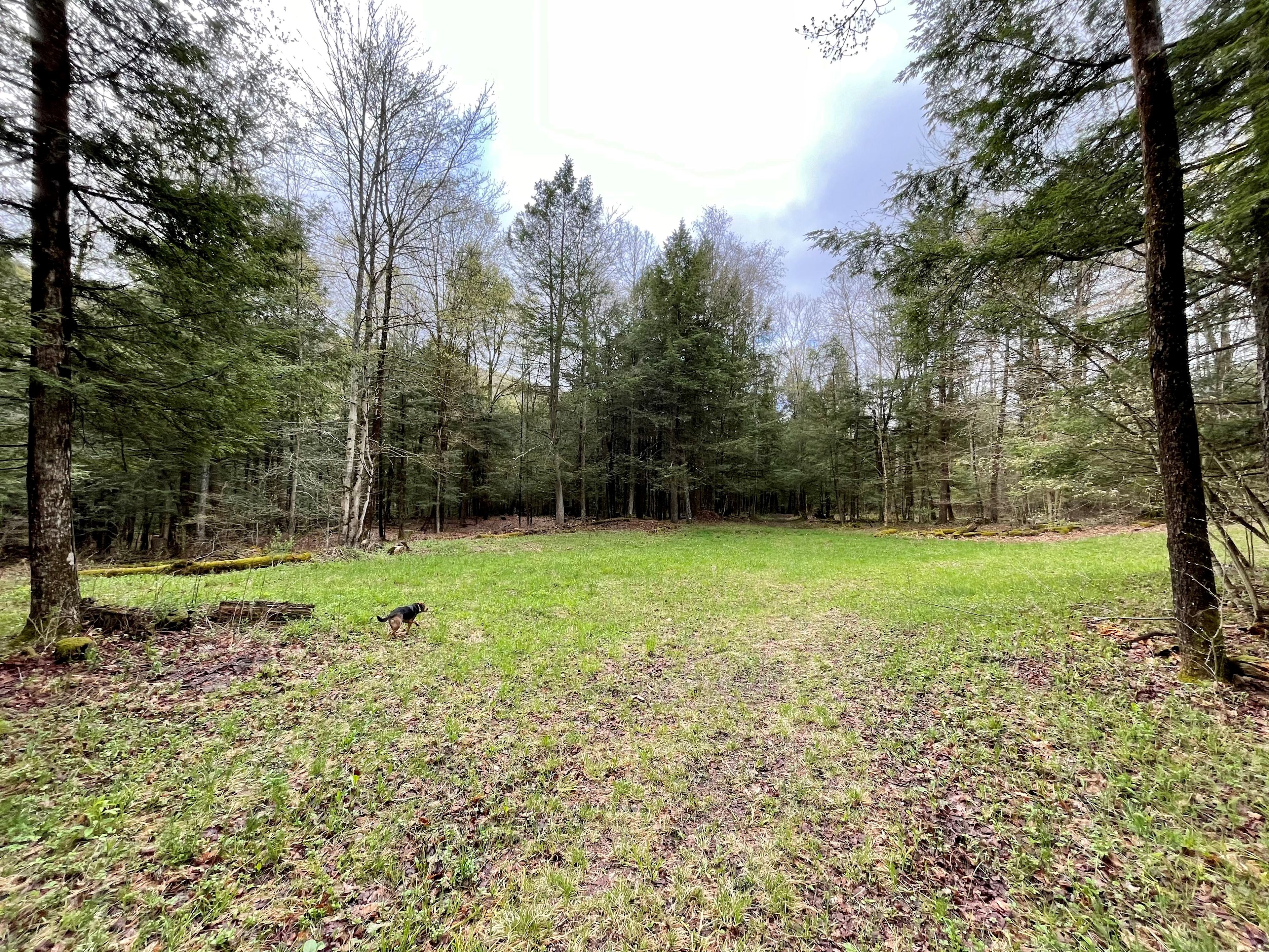 Surrounded by trees, but have easy access to get into the field from the road. The dog in the picture is about 40 lbs...to help add scale to the area :)
