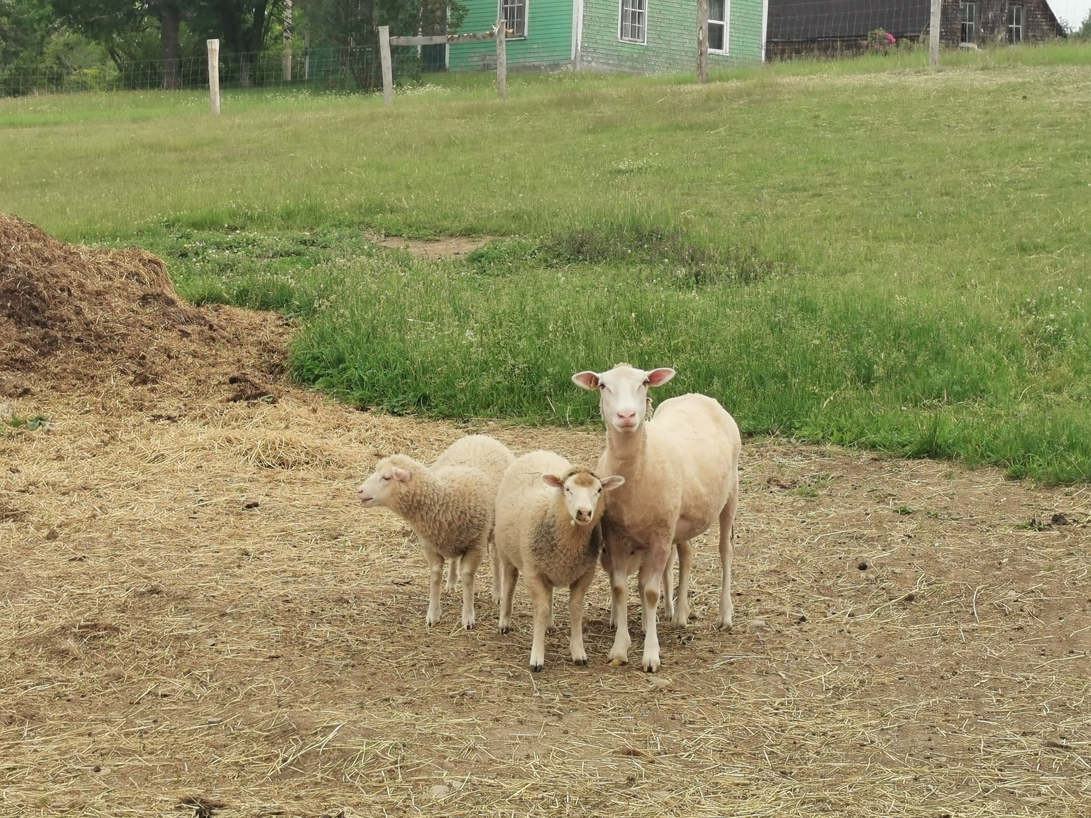 MacCurdy Farm "The Getaway"