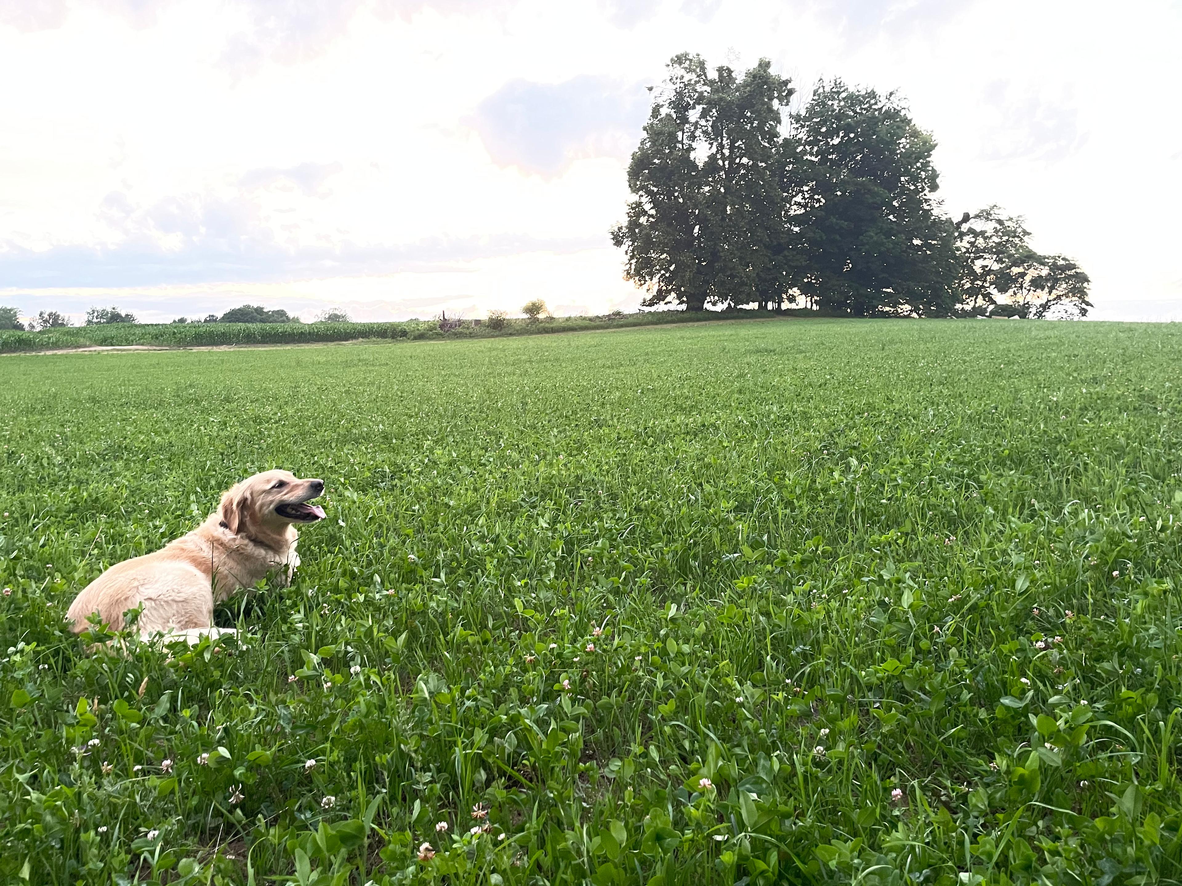 Four Acre Field