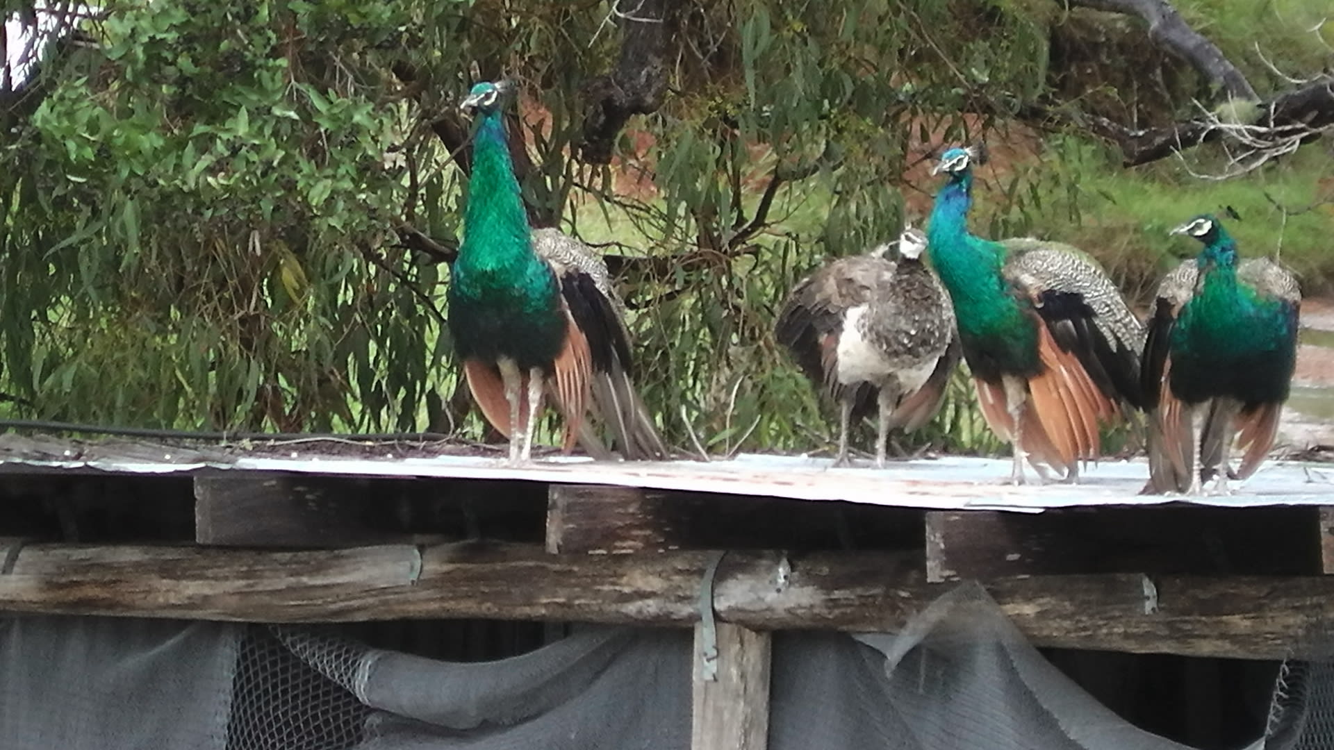 There are 5-6 peacocks who hang about. If you’re lucky you might find some of their feathers 🦚 
