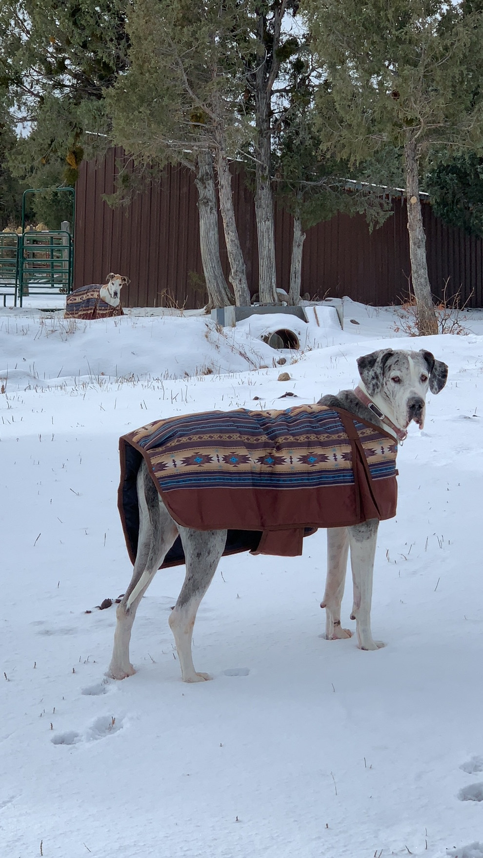 Our great dane Oobi in the forefront and the late Annie in the background.