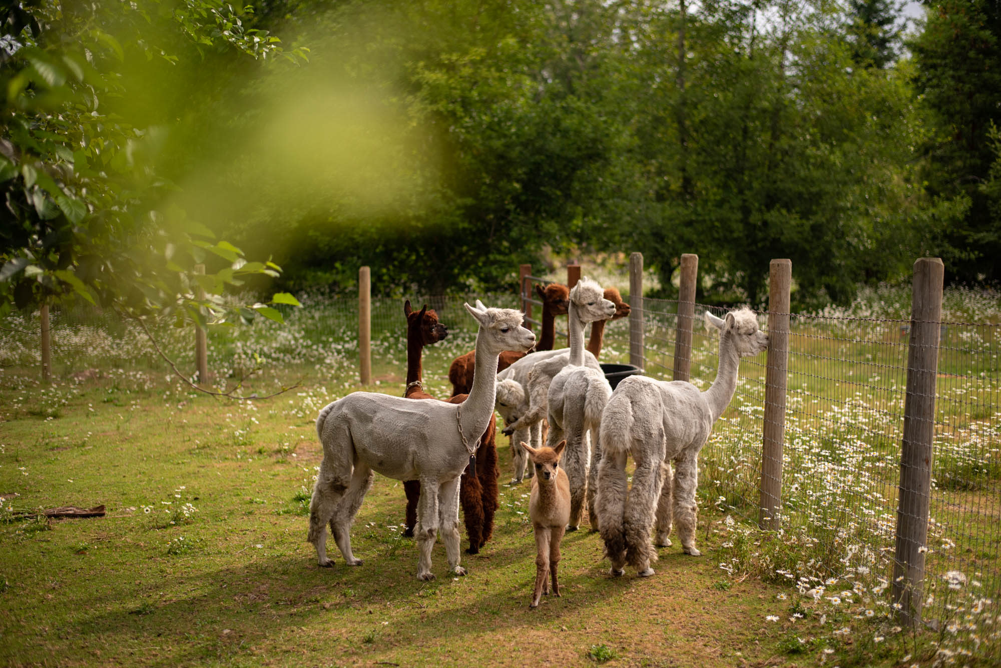 Some of the Alpacas on the farm, the baby was just a month or so old. 