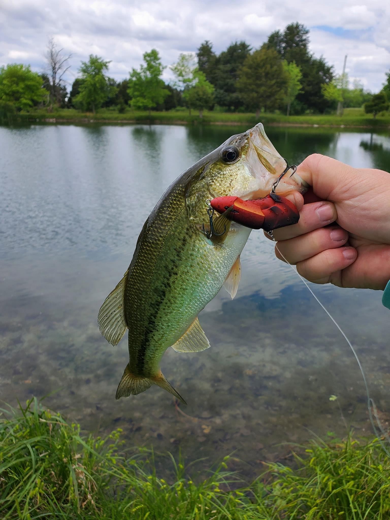 On Cedar Pond