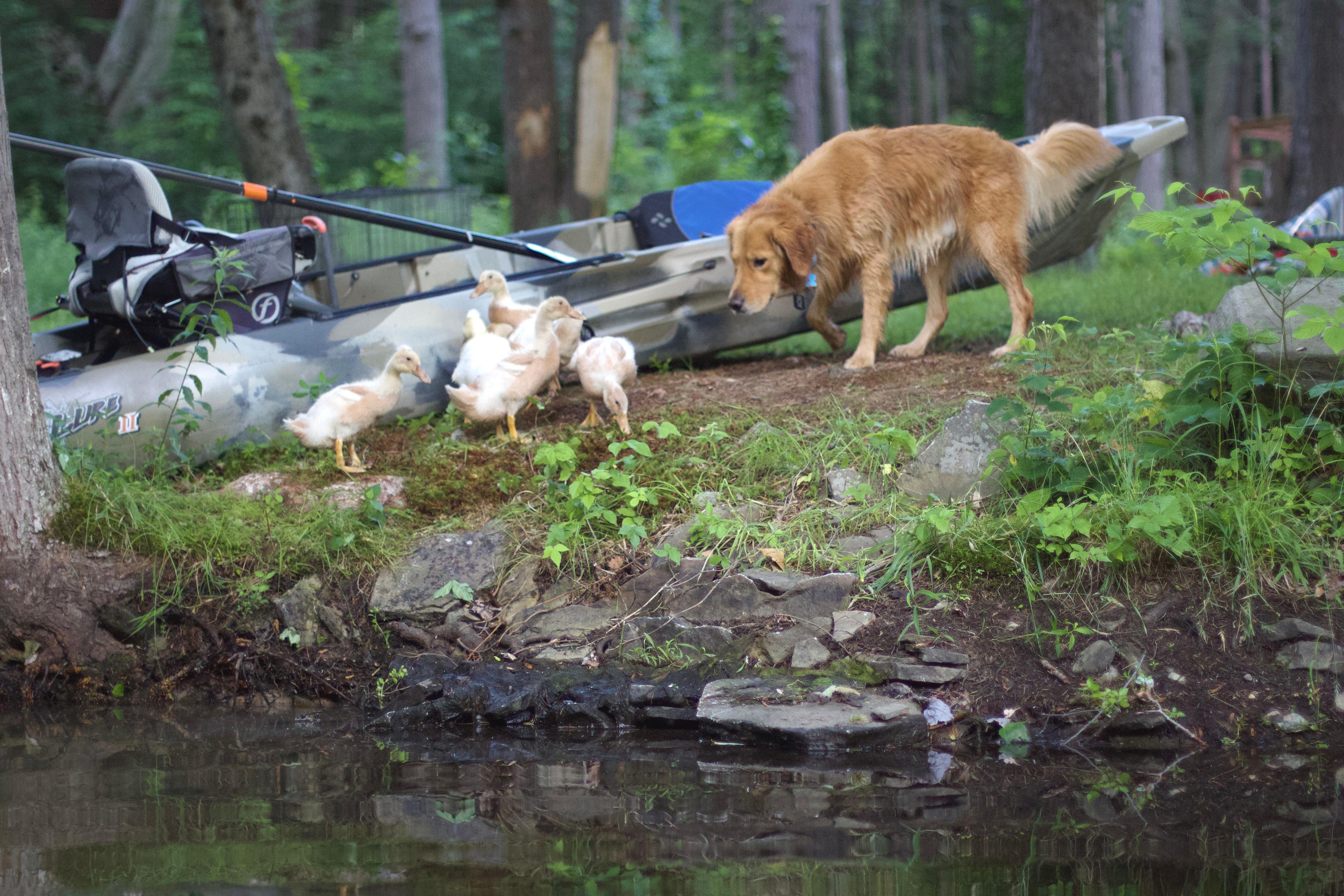 Tiny A-Frame W/ Heat/AC & Hot Tub