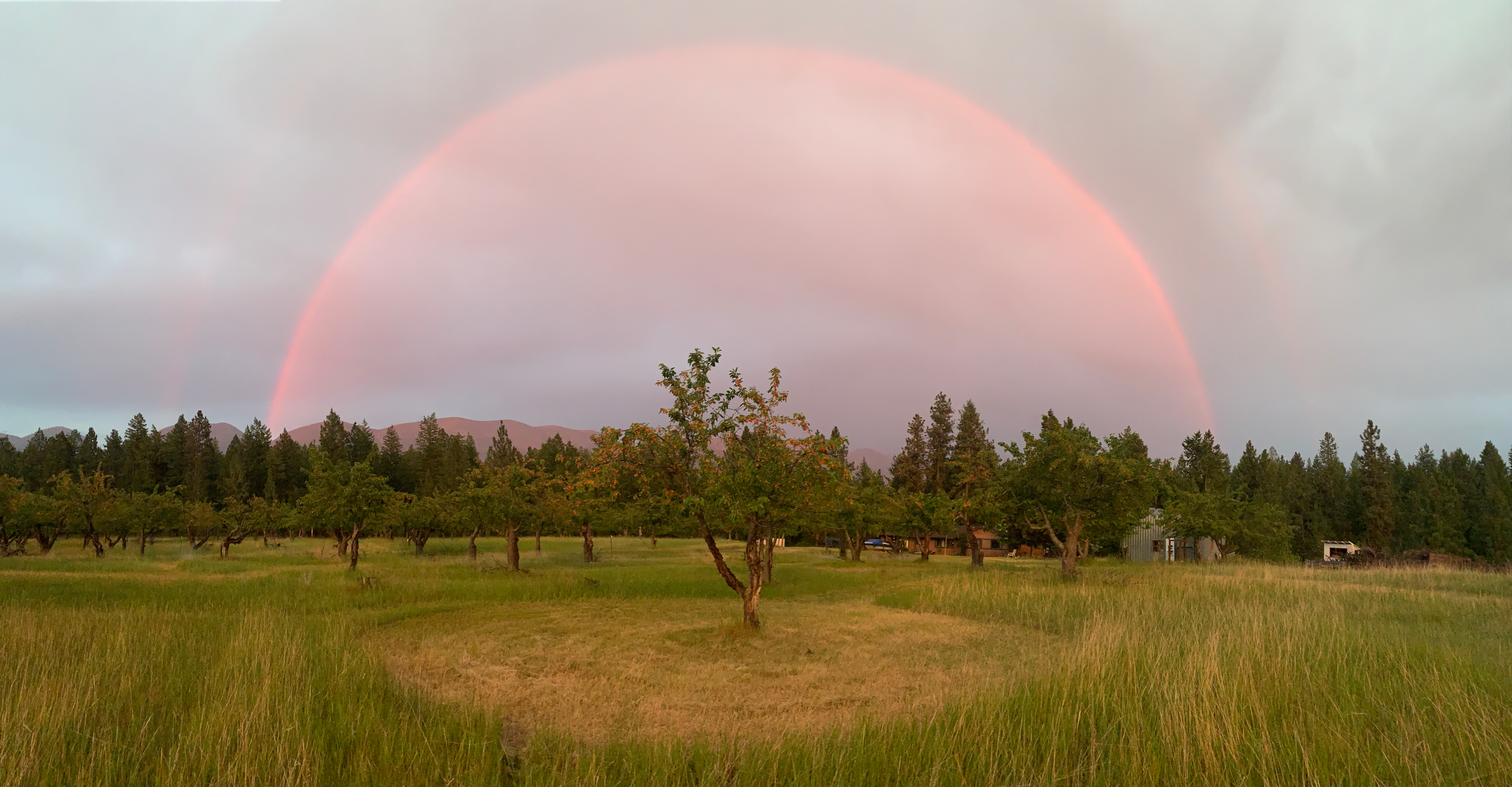 Sunset Rainbow over the orchard. 
