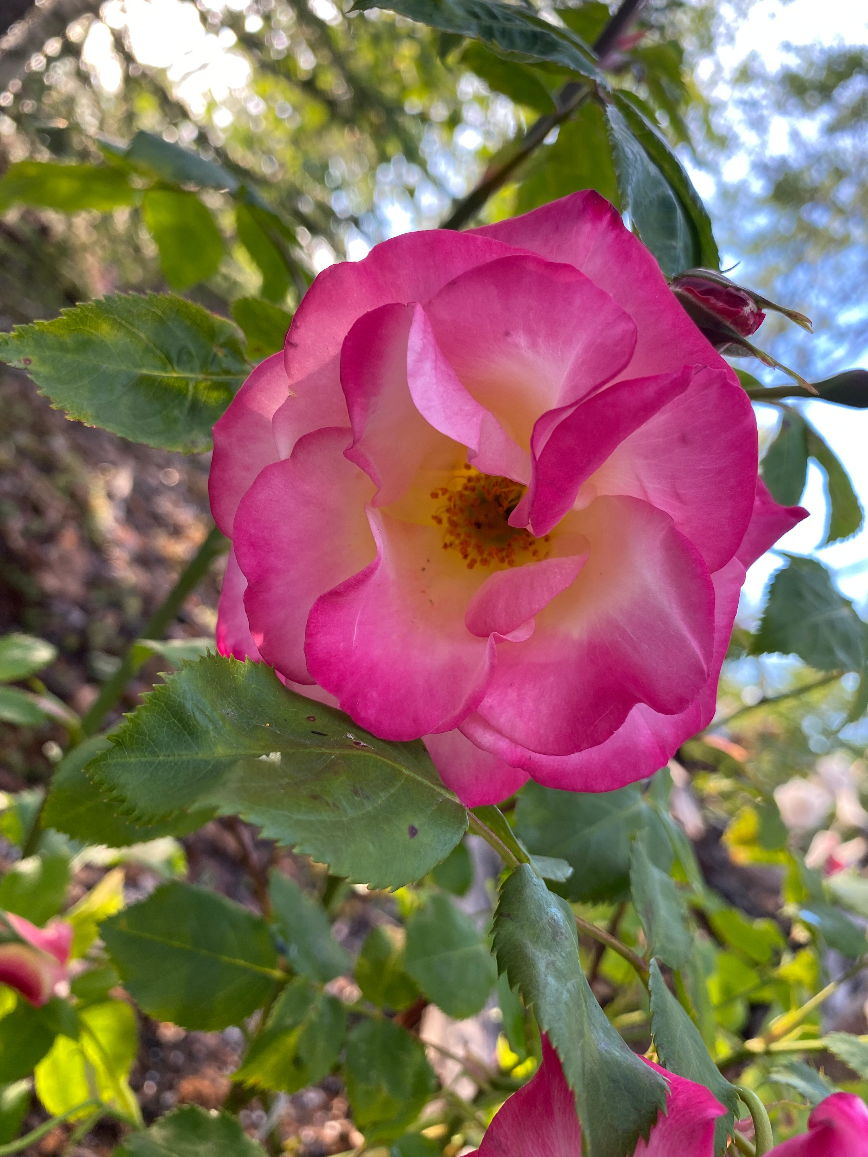 Salt & Yarrow Soul Sanctuary