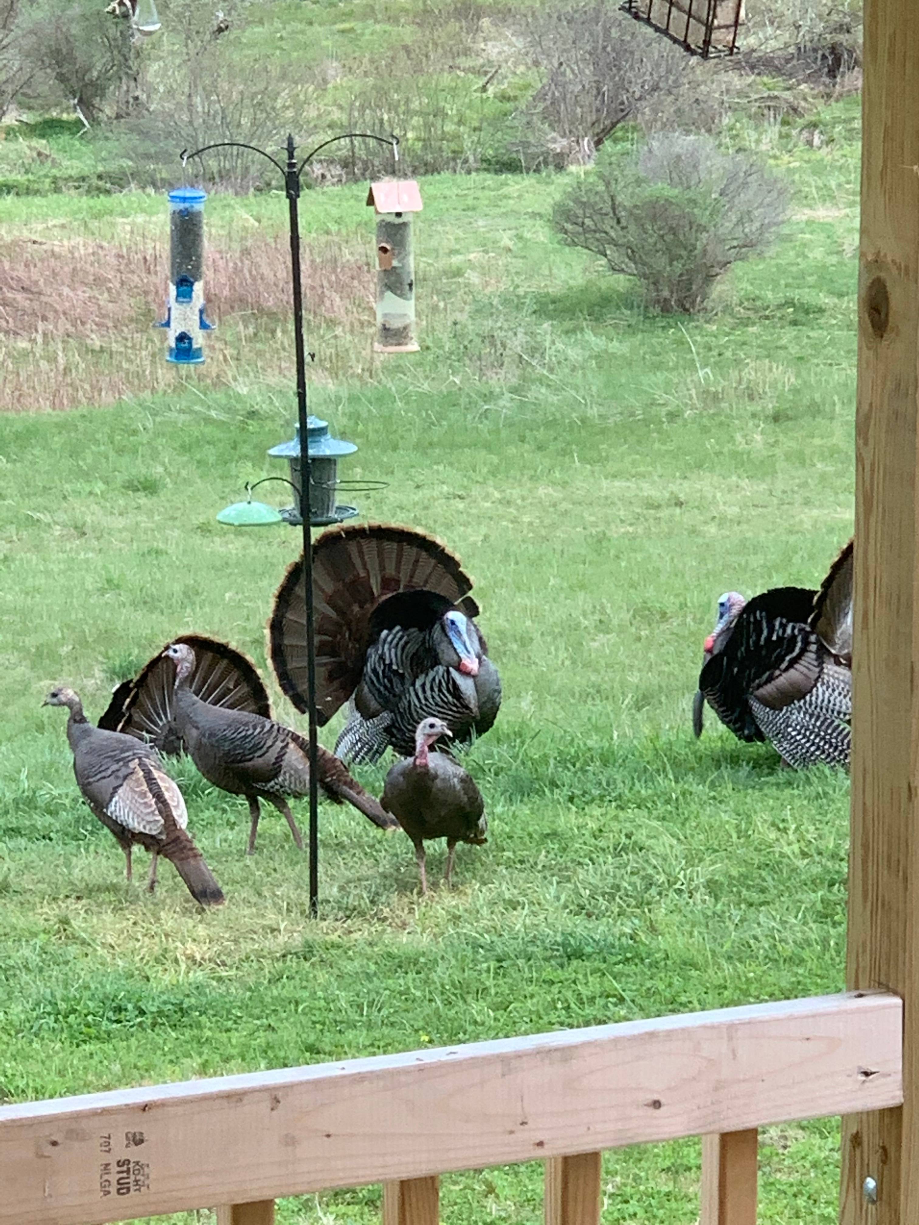 Turkey trot