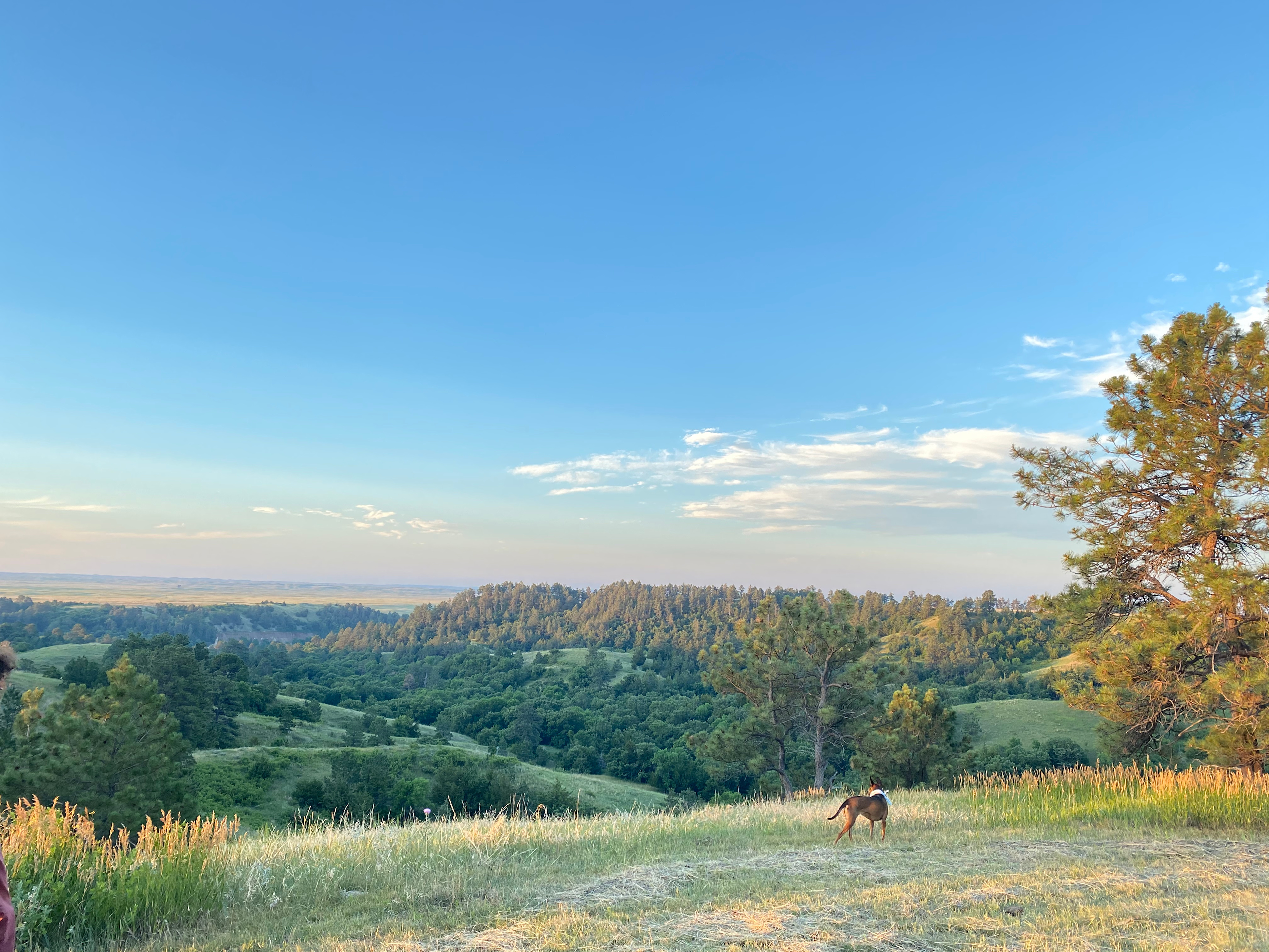 our dogs loved the campsite too! 