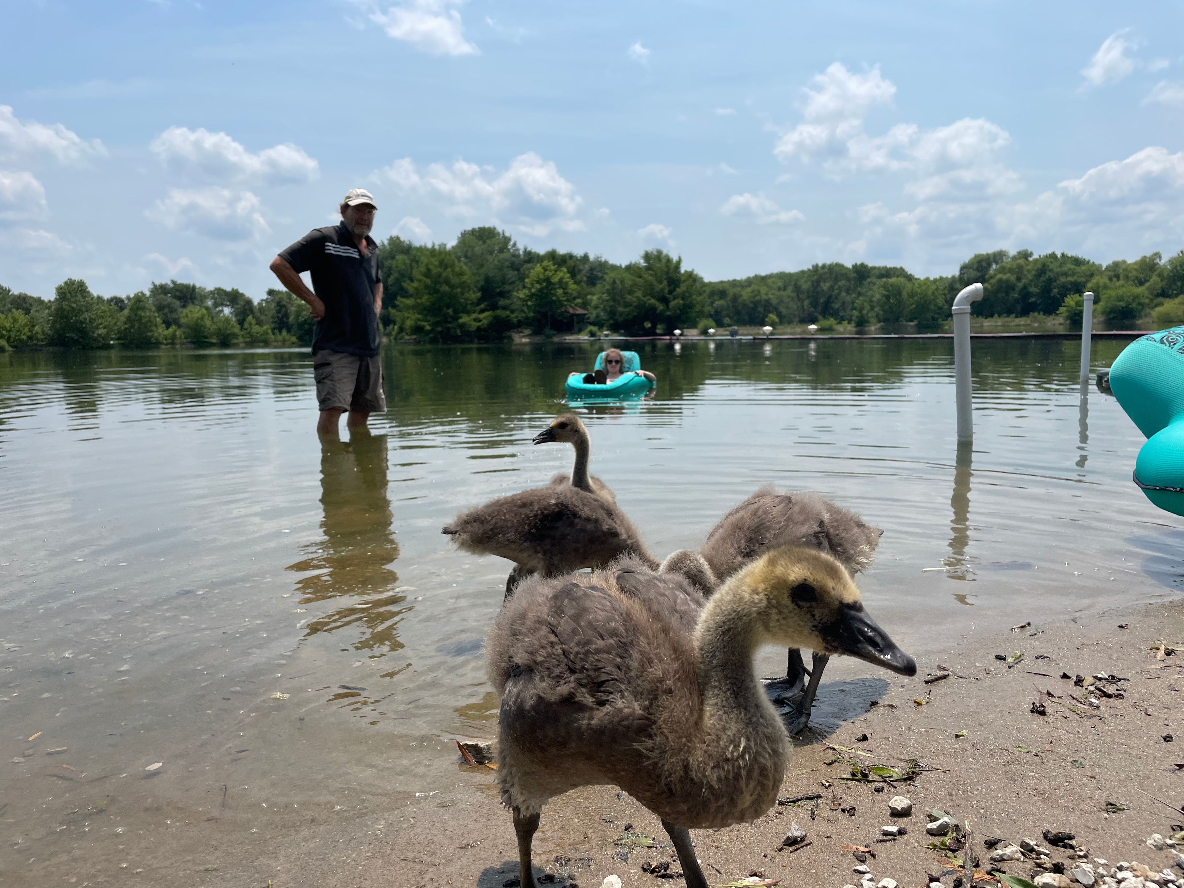 Rescued geese