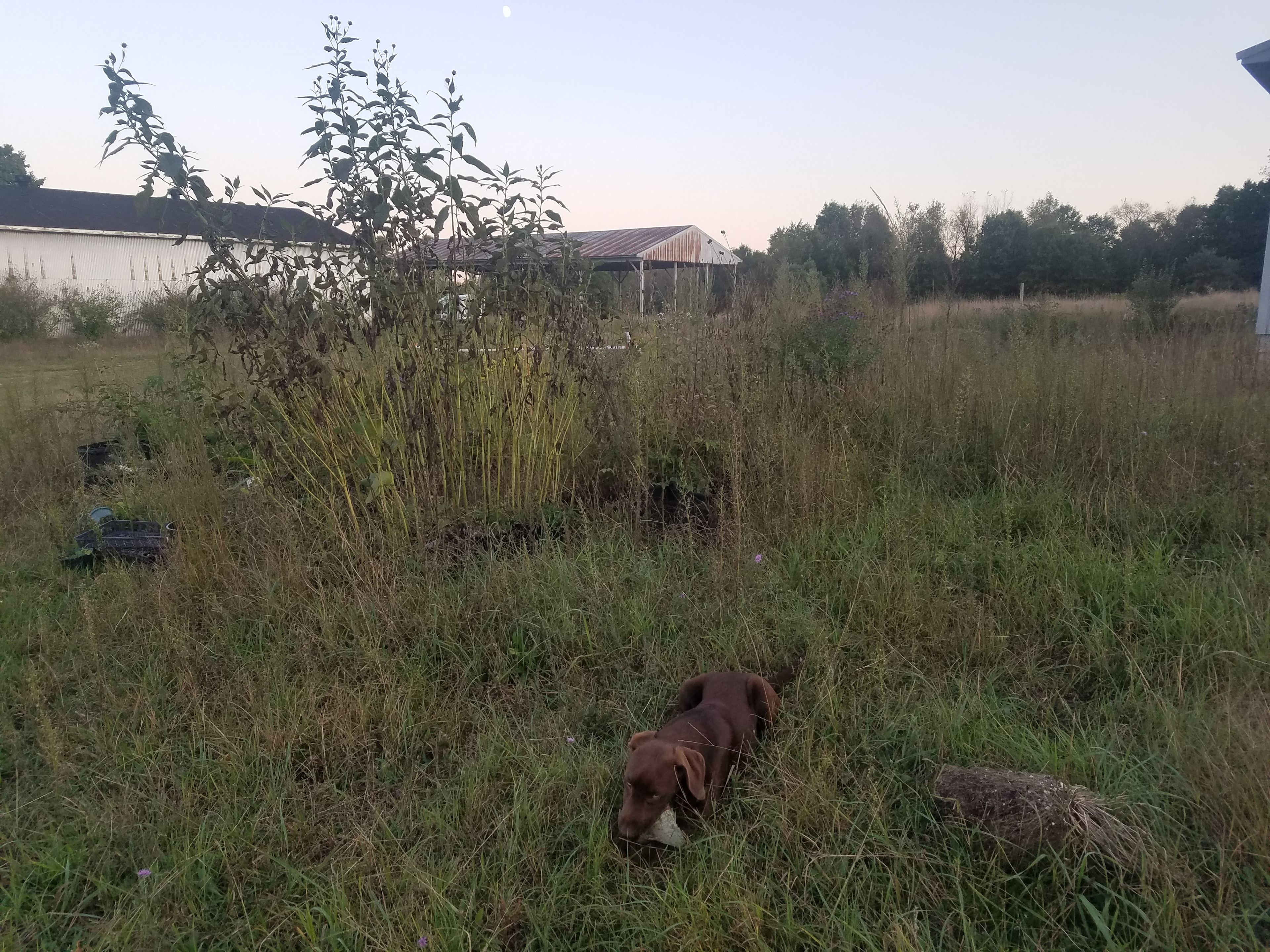 Near the back side of main house