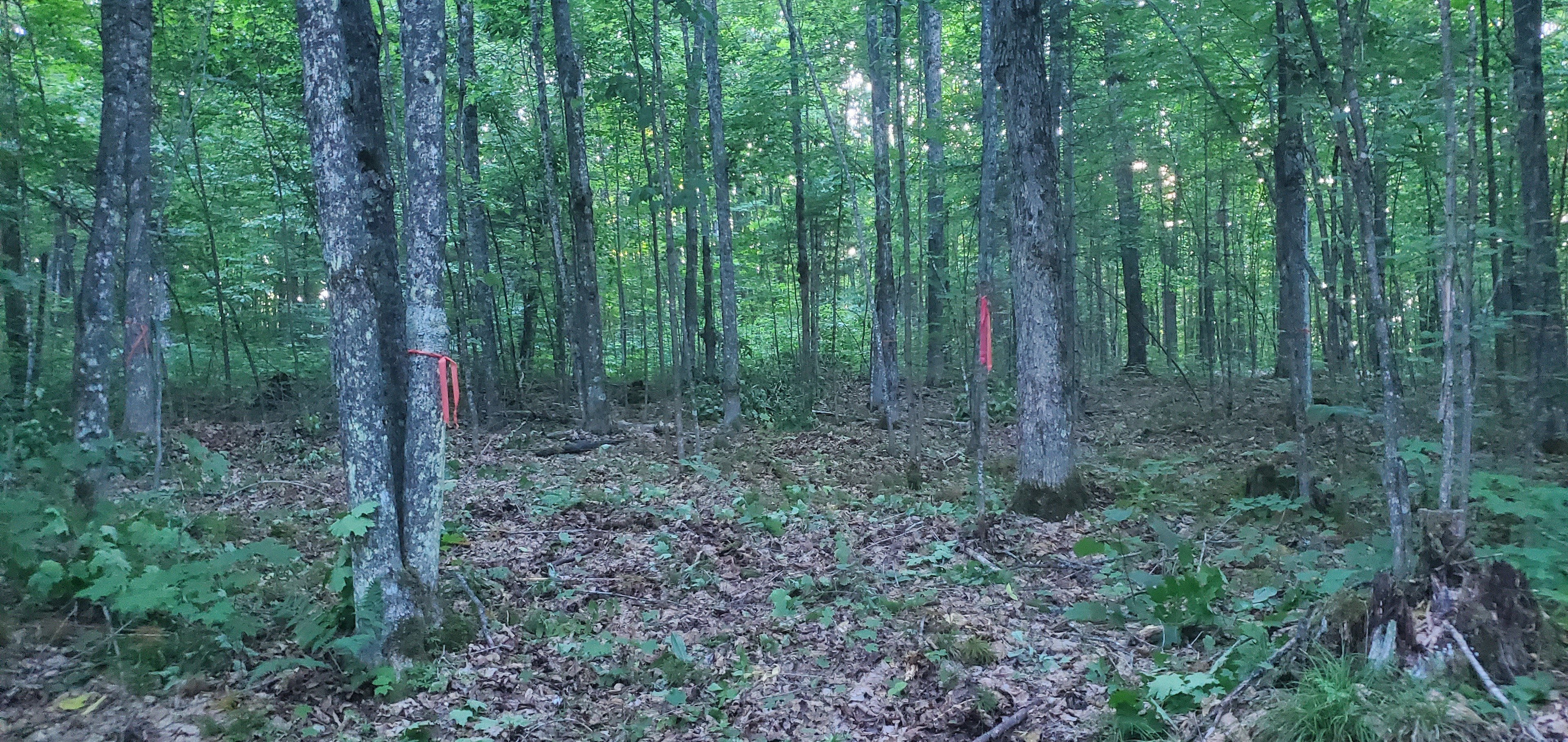 Mixed Forest, Hilly Region