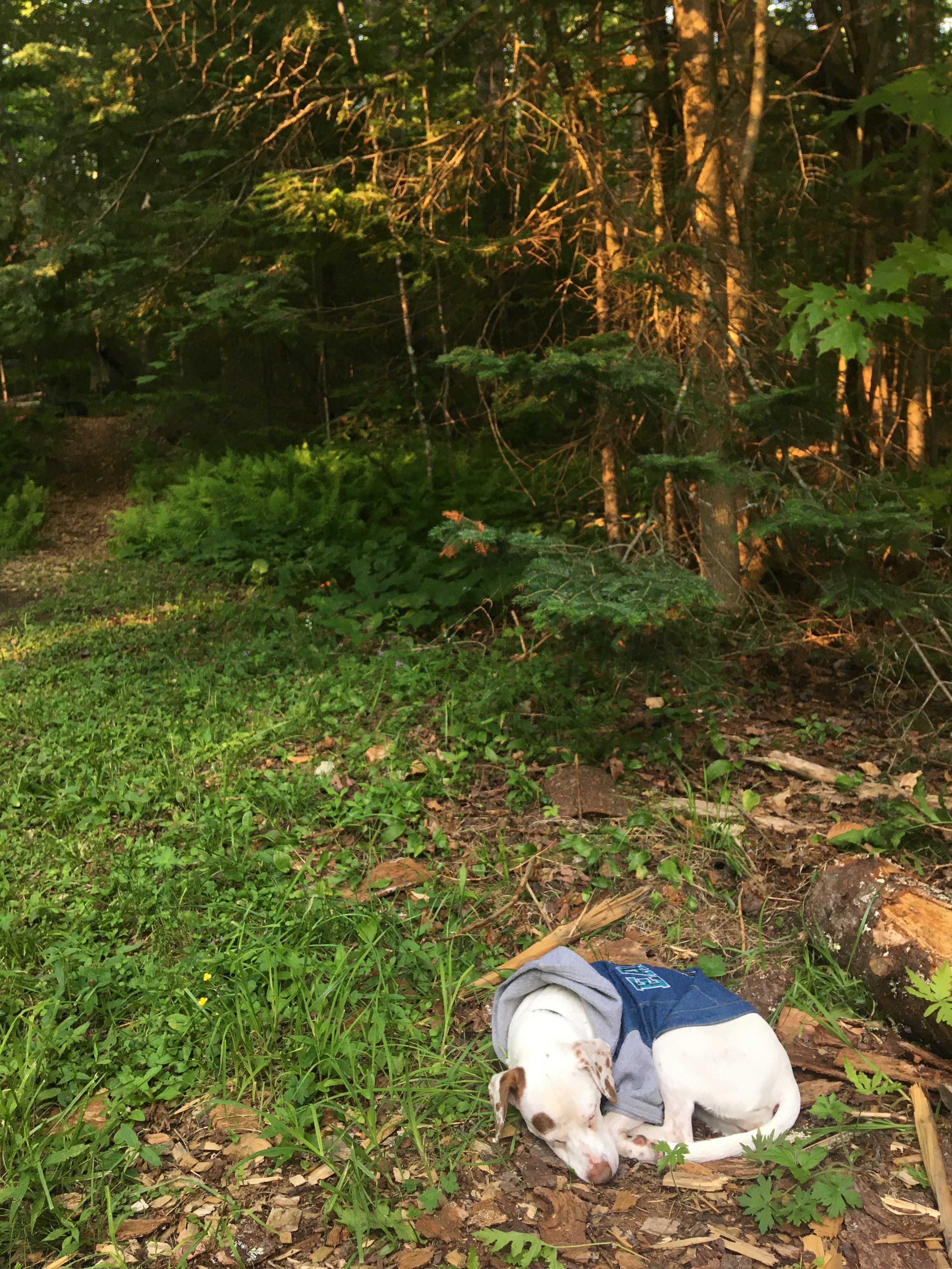 The Alcove at Martin's Pond