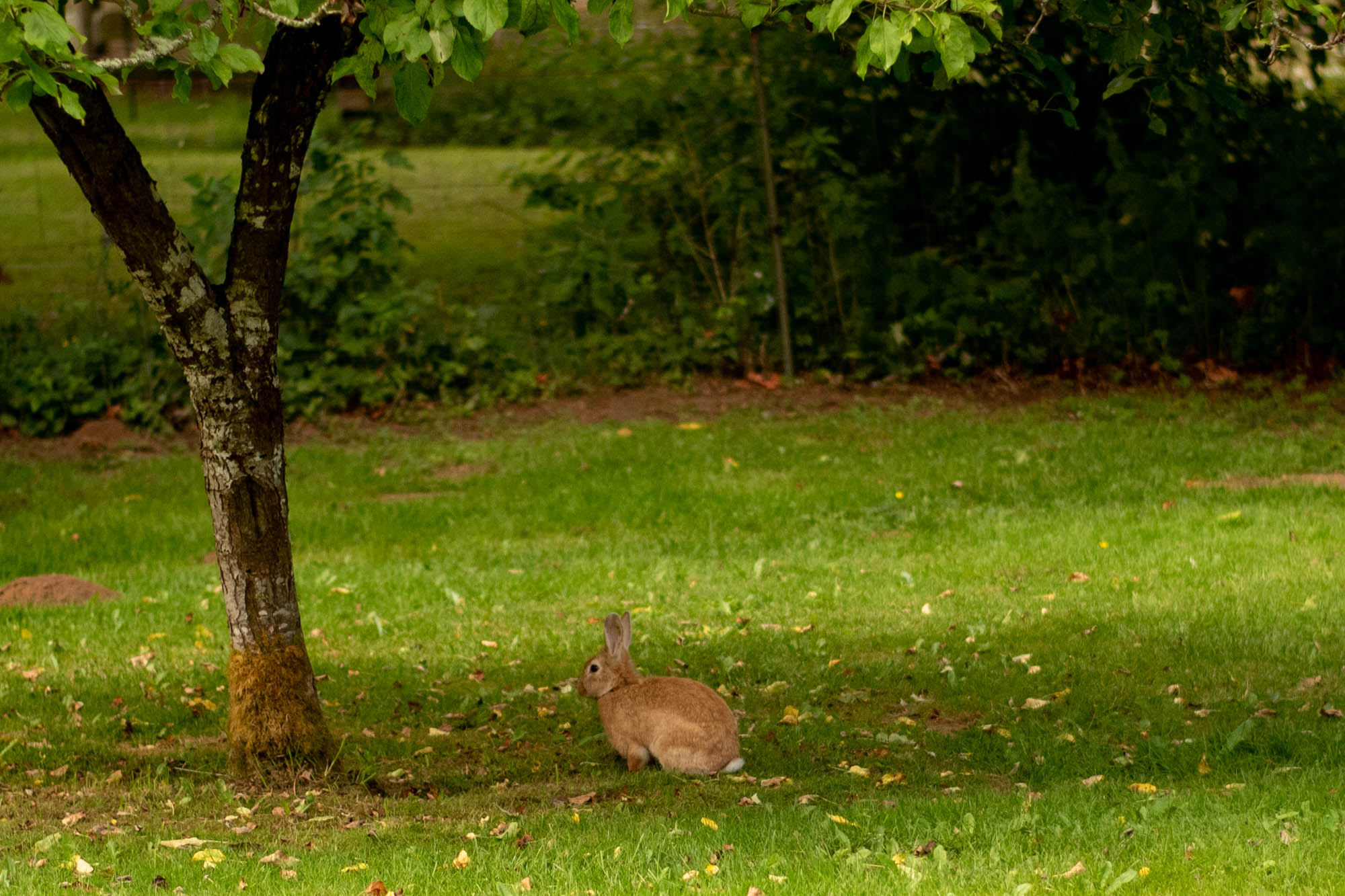 There are lots of black and tan bunnies around the property and neighborhood. 