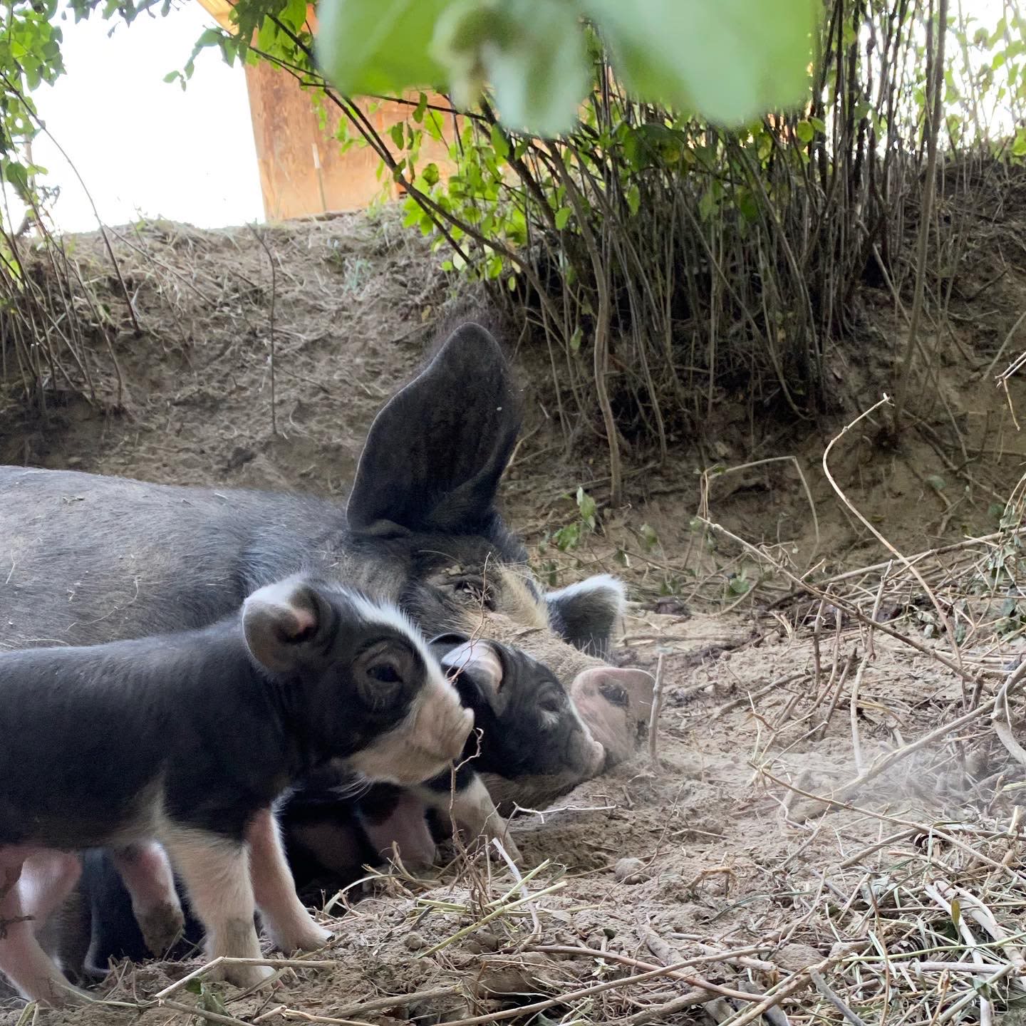 Hymas Family Farm Stay