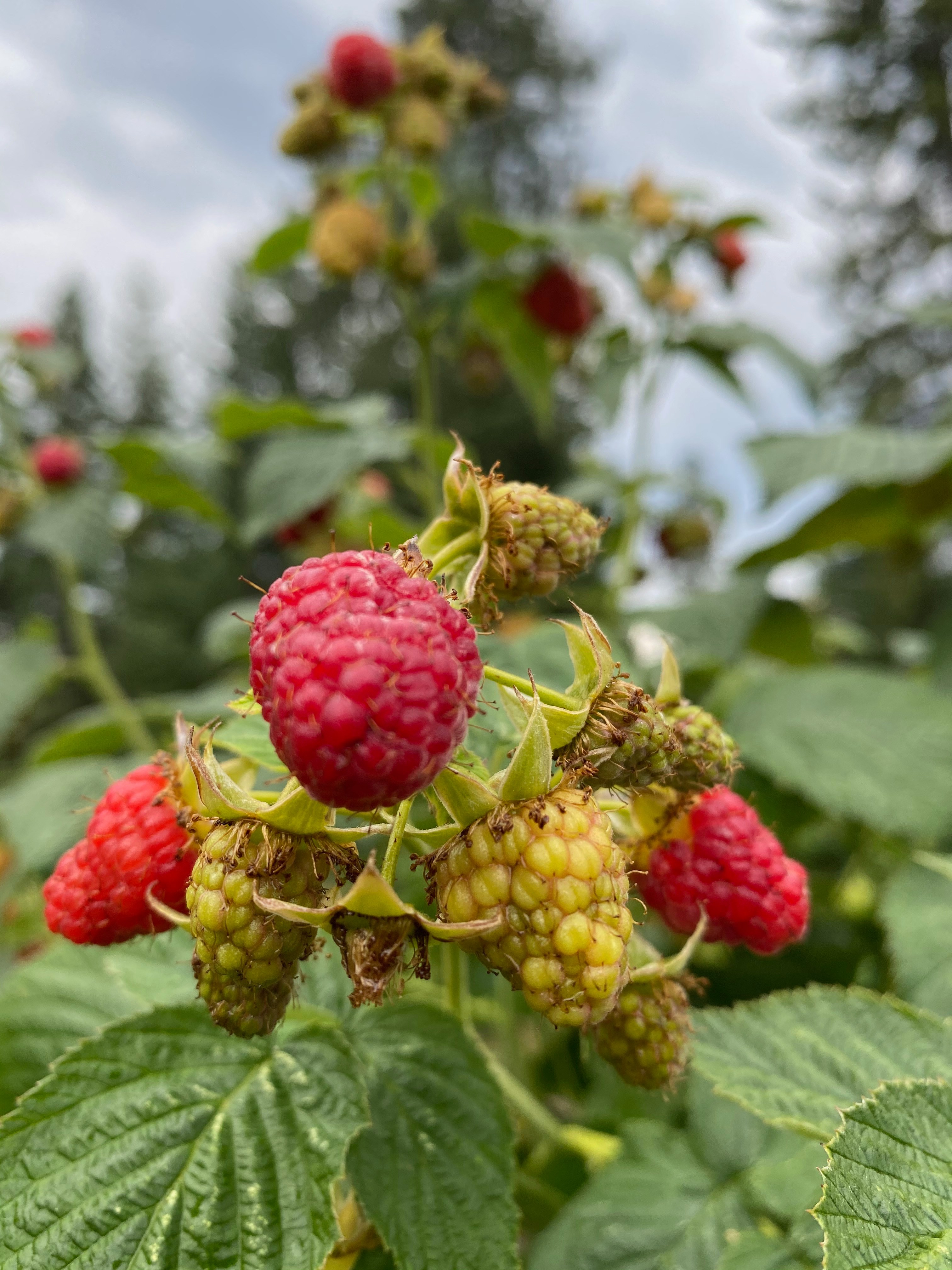 Pick some fresh raspberries!
