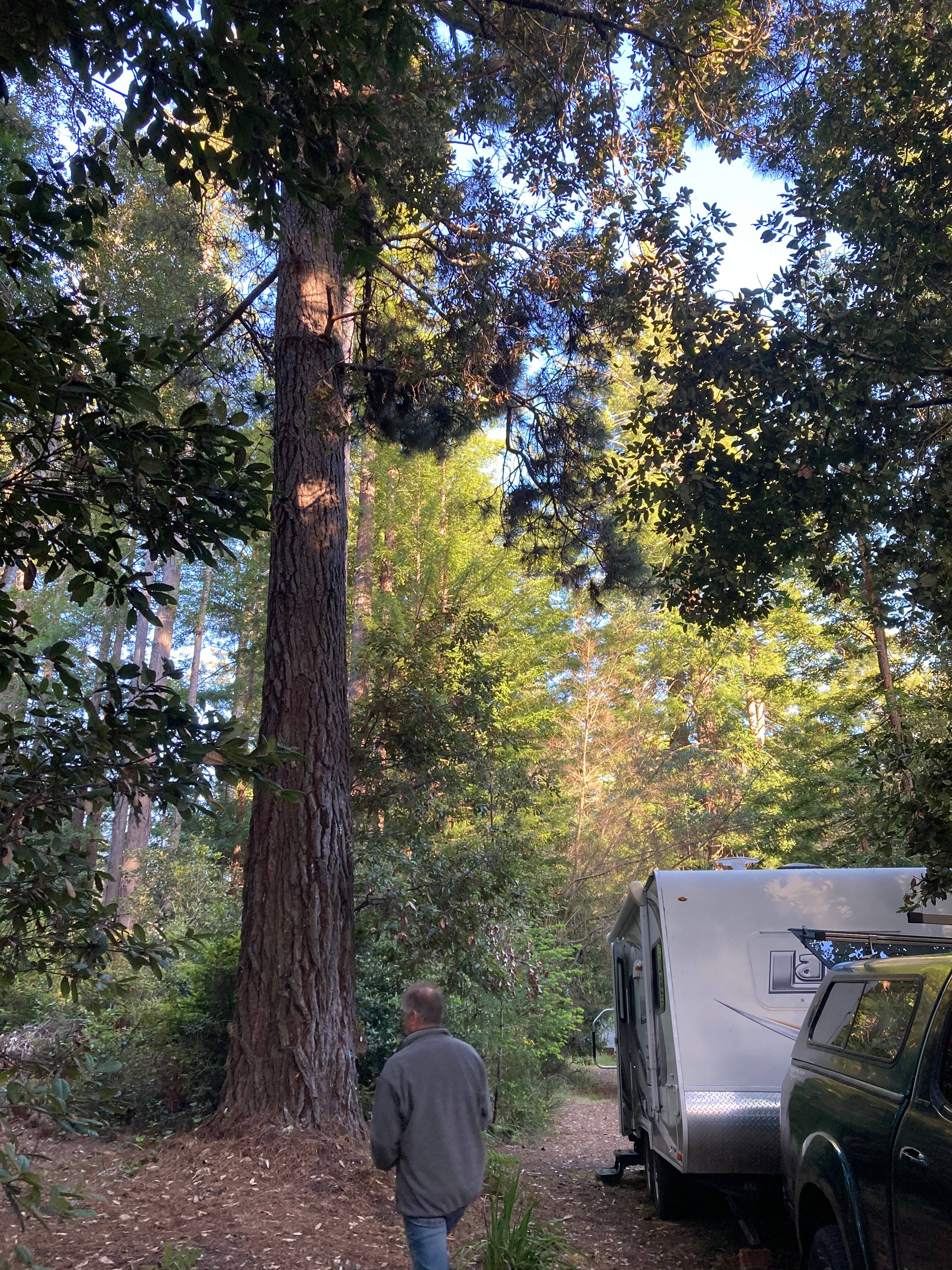Redwood Forest Raven Haven
