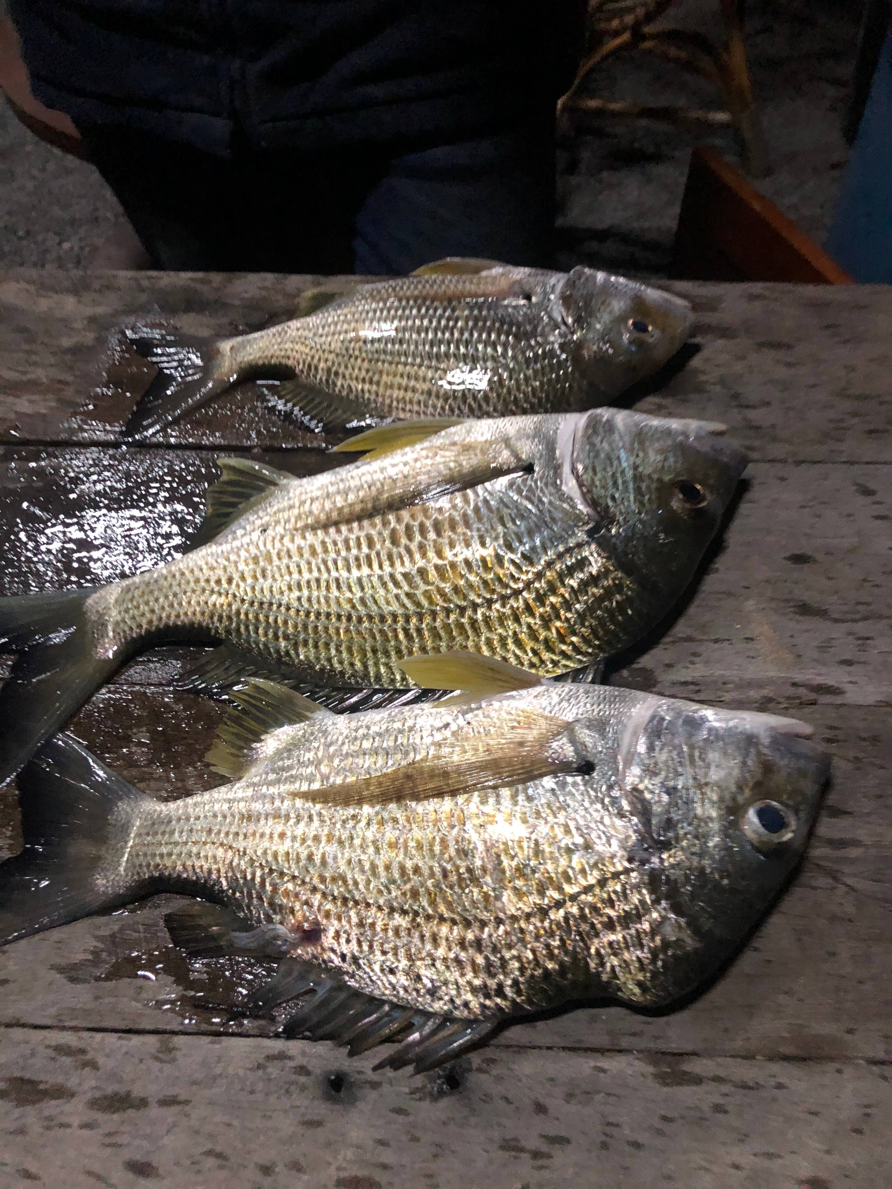 The Hatch Farm - Port Macquarie