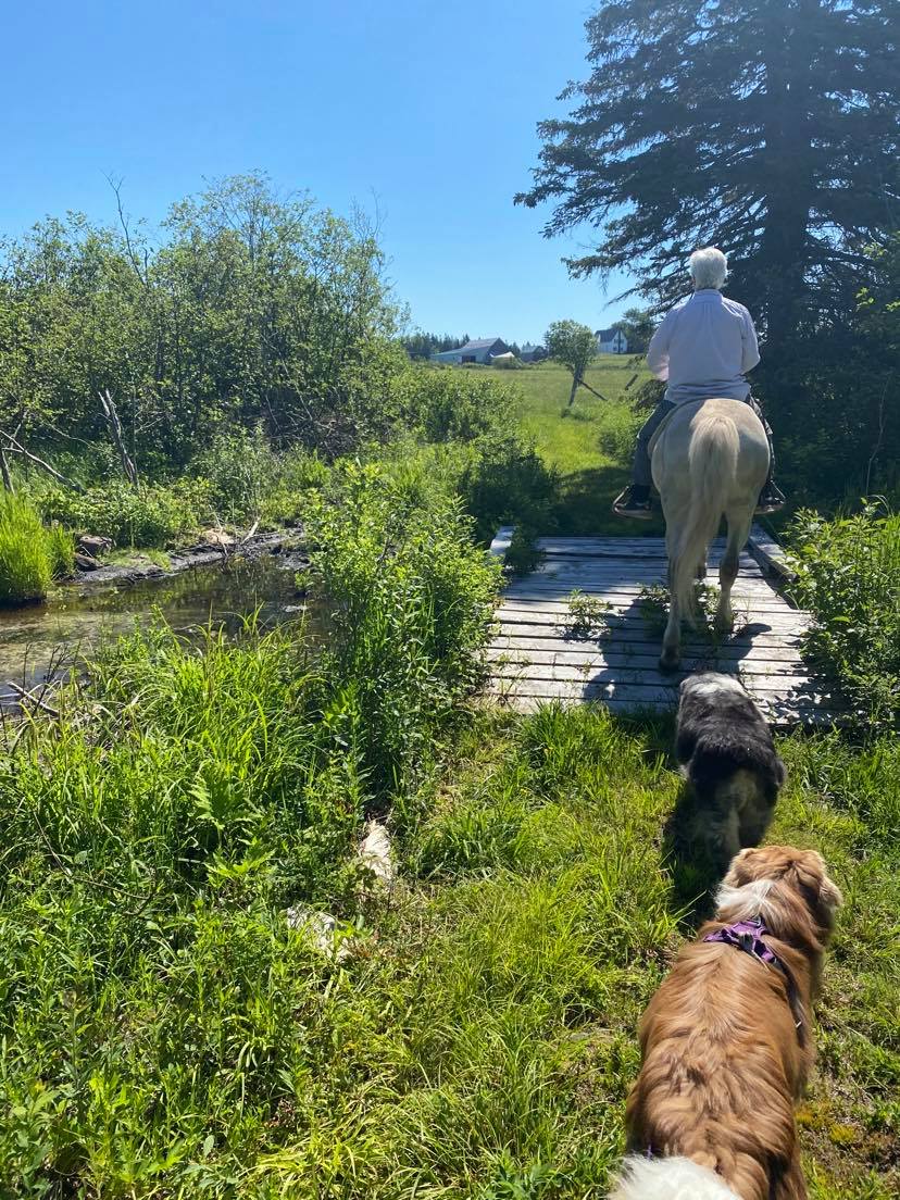 Paws Crossing: a woods retreat.