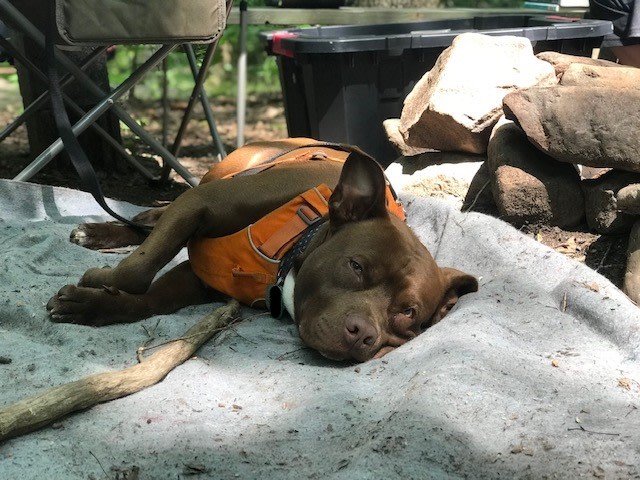 Tired dogs are good dogs!