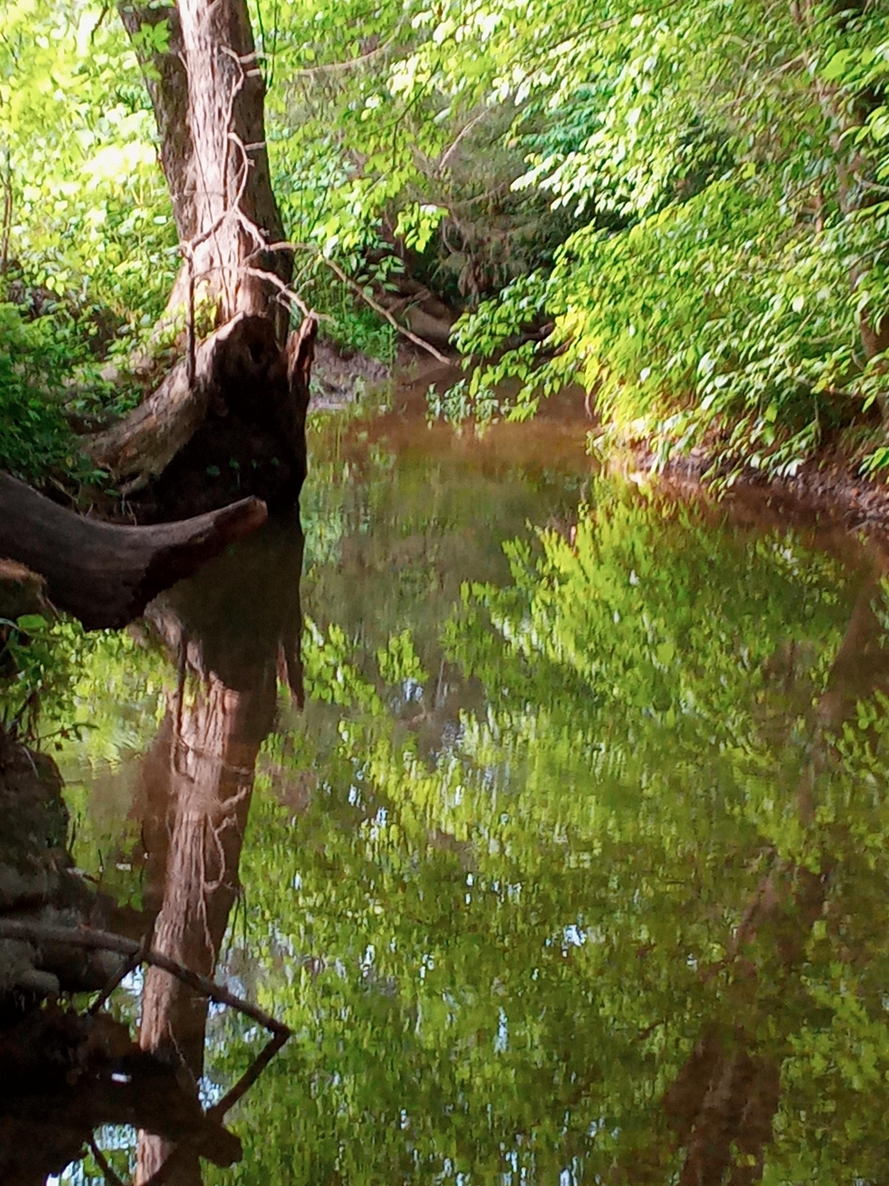 Harmony Hollow n the Smokies