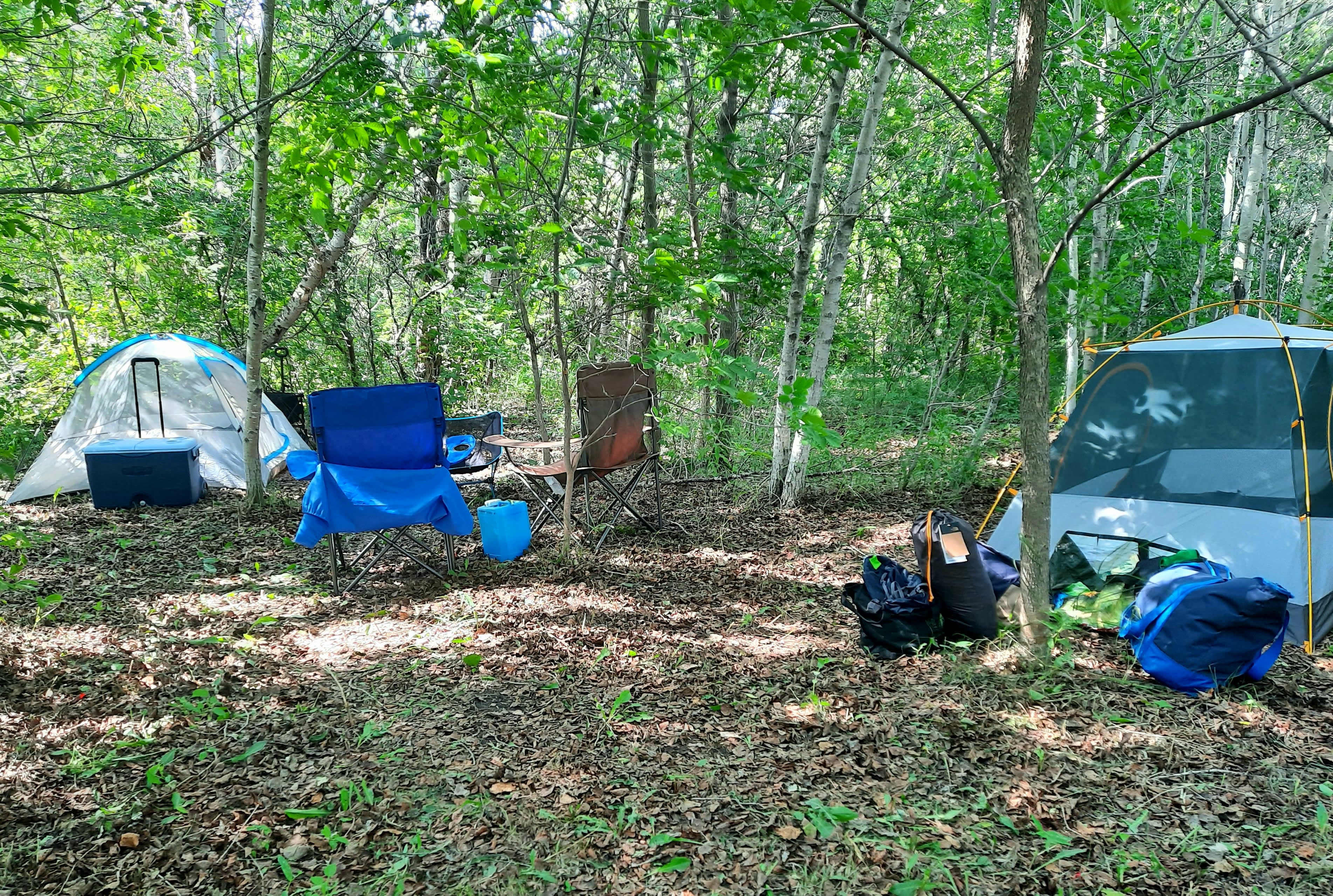 Campsite 3 is a well shaded area in the forest along the shelter belt that cuts through the middle of the land.