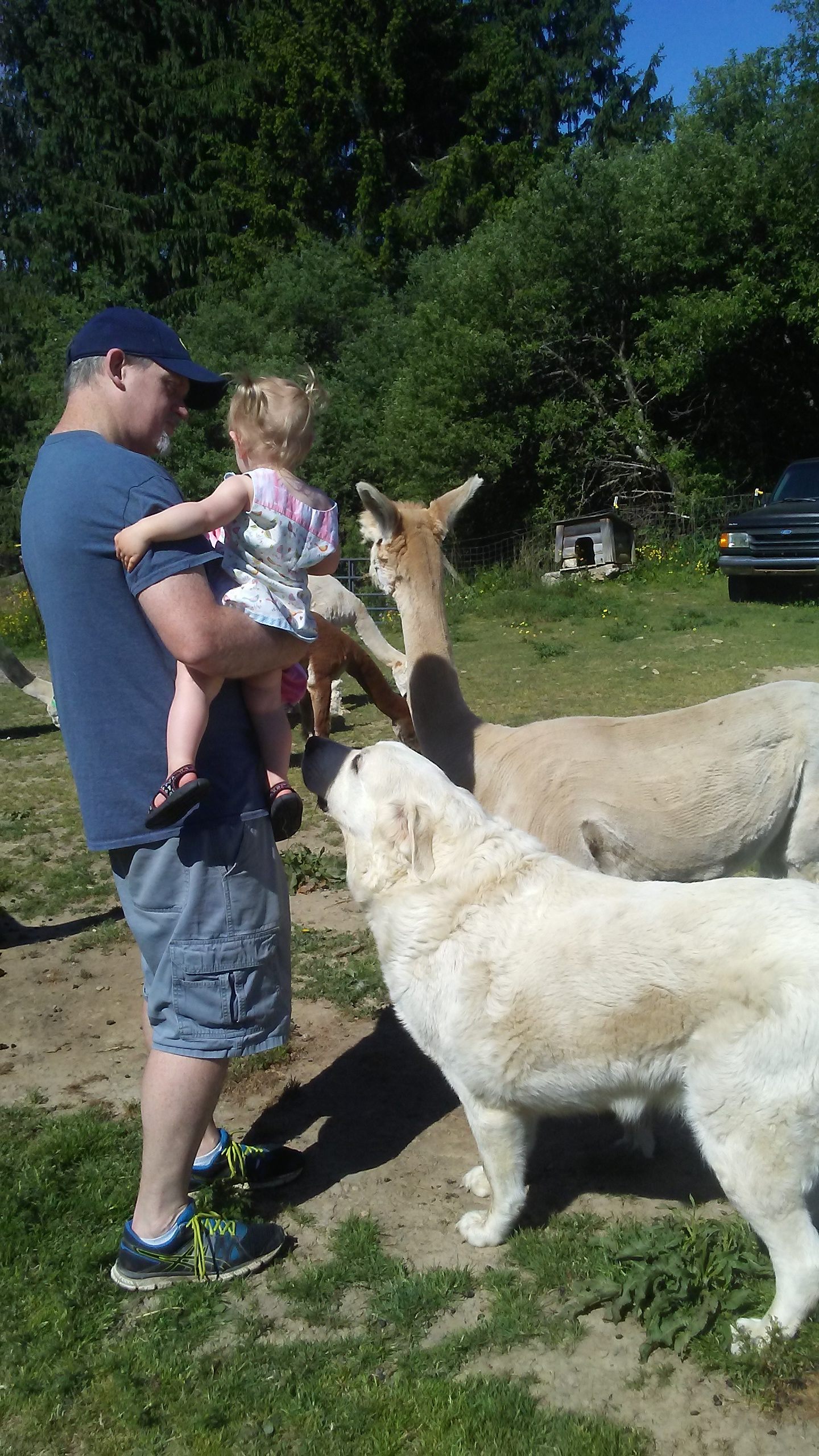 Always fun to meet the Alpacas.