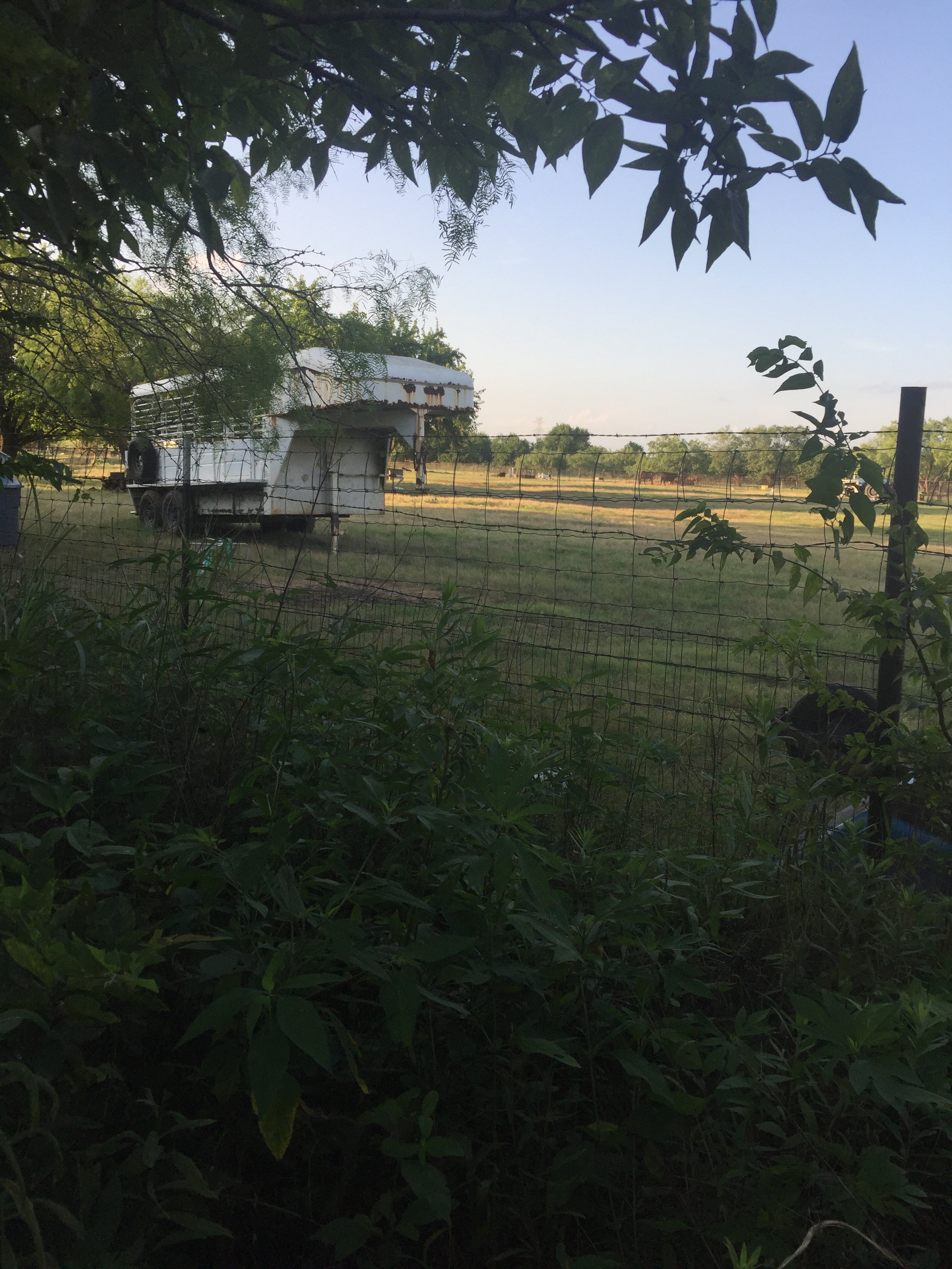 Nearby goats, sheep & cows 