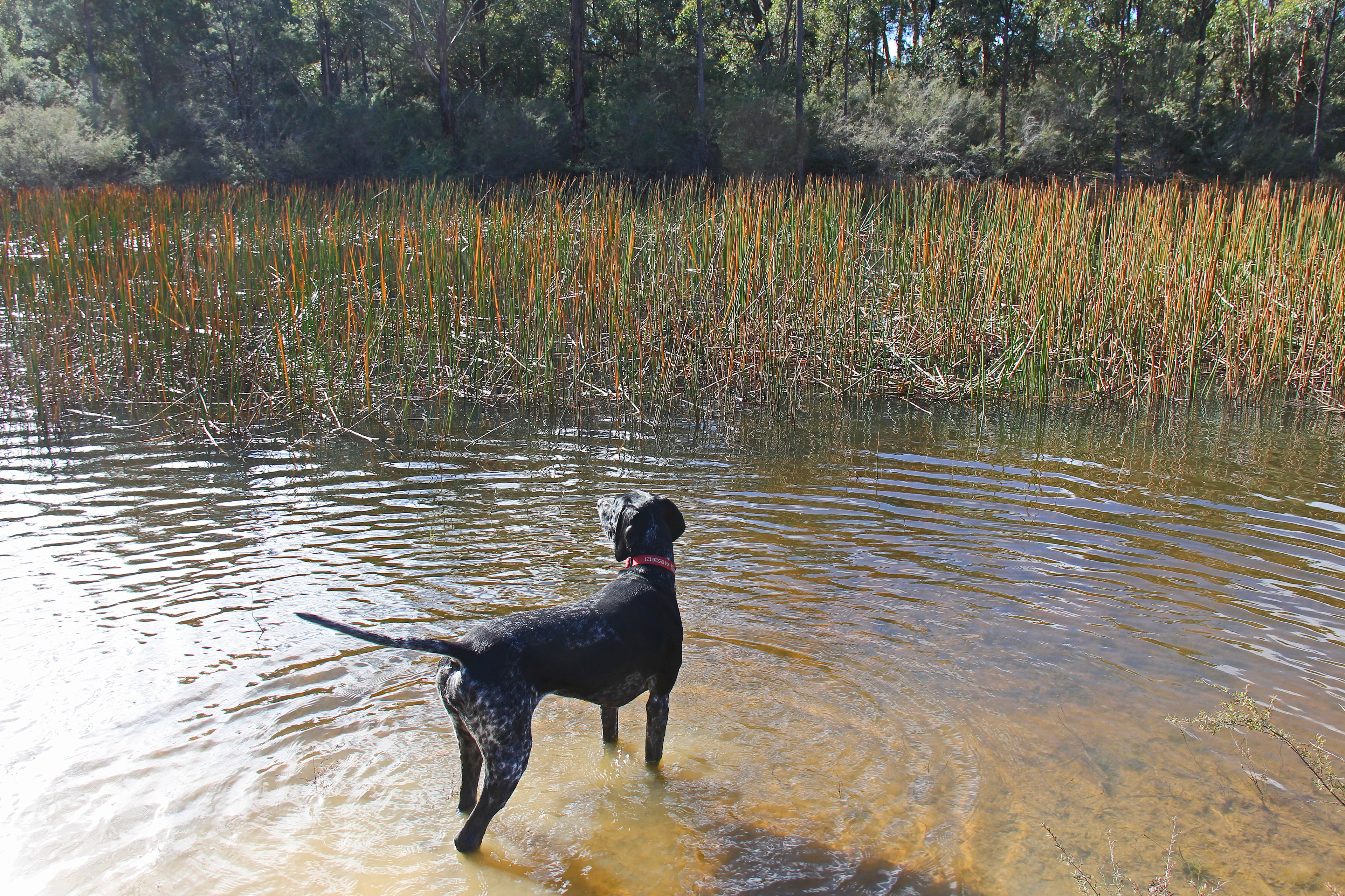 Mt Alfred Camping and Horse Riding