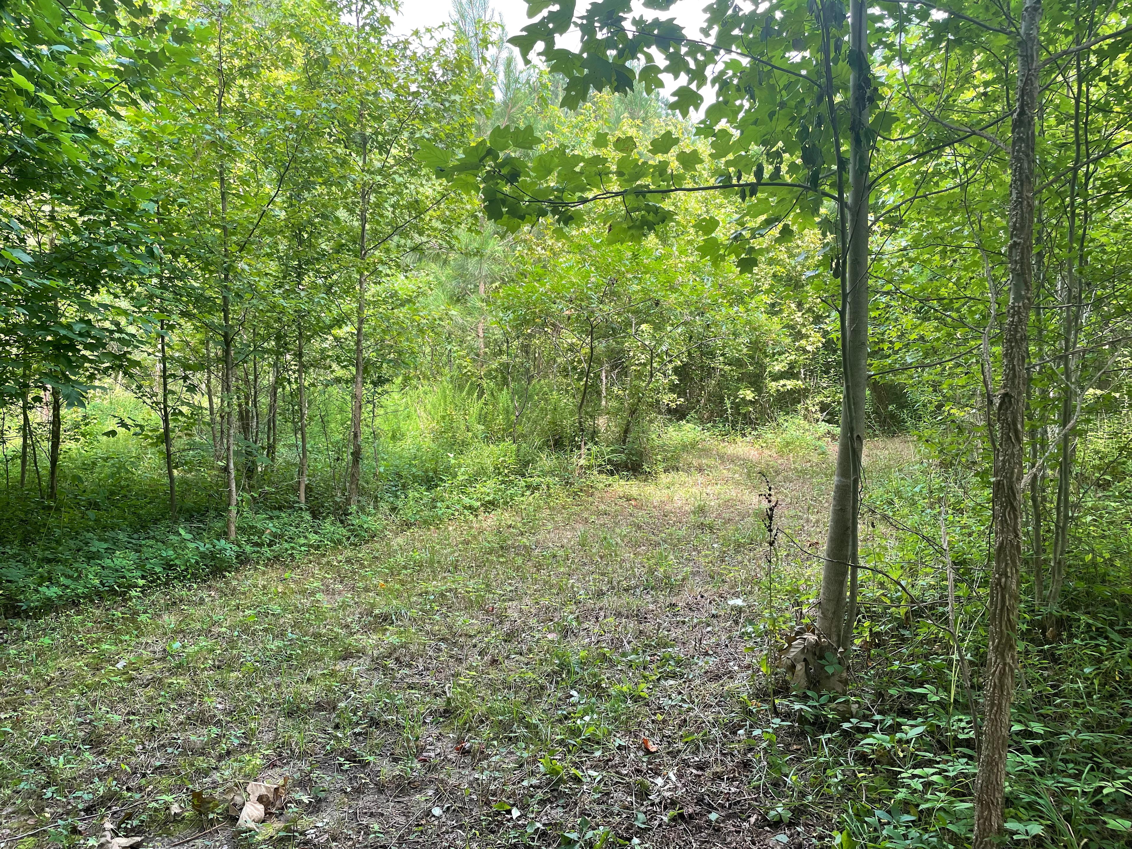 Wooded camping on 20 acres.