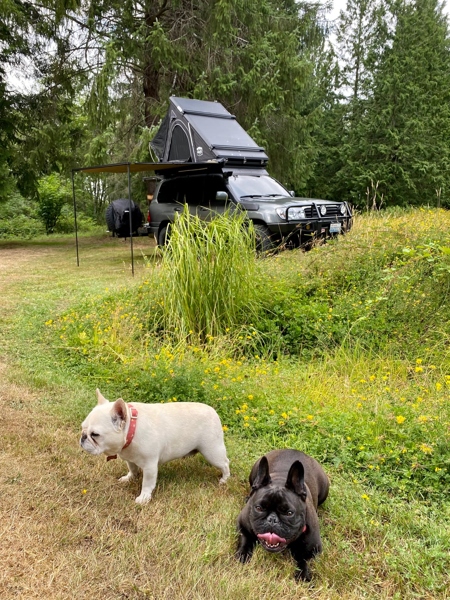 Dragonfly Campground