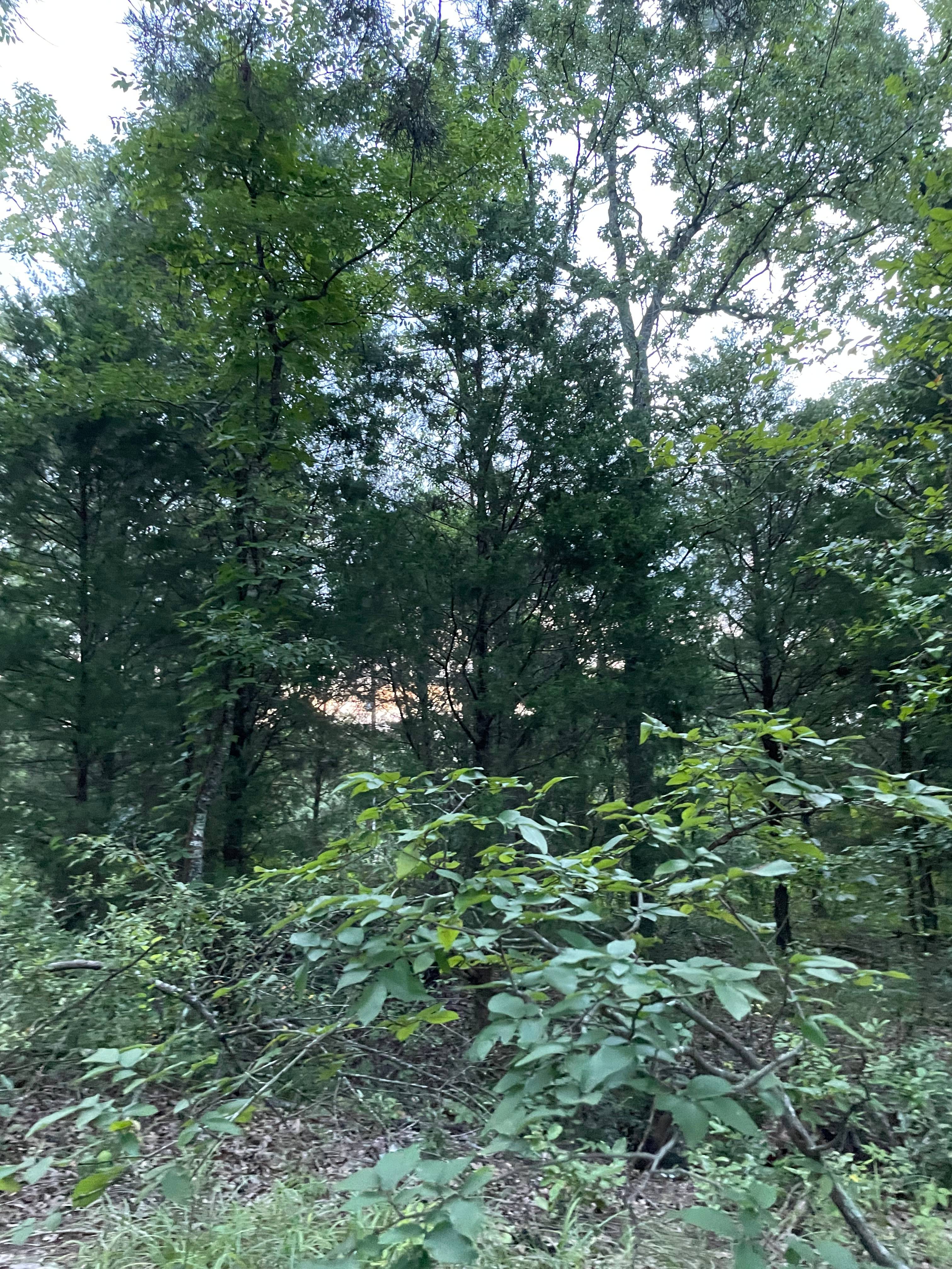The Cedars at Log Cabin