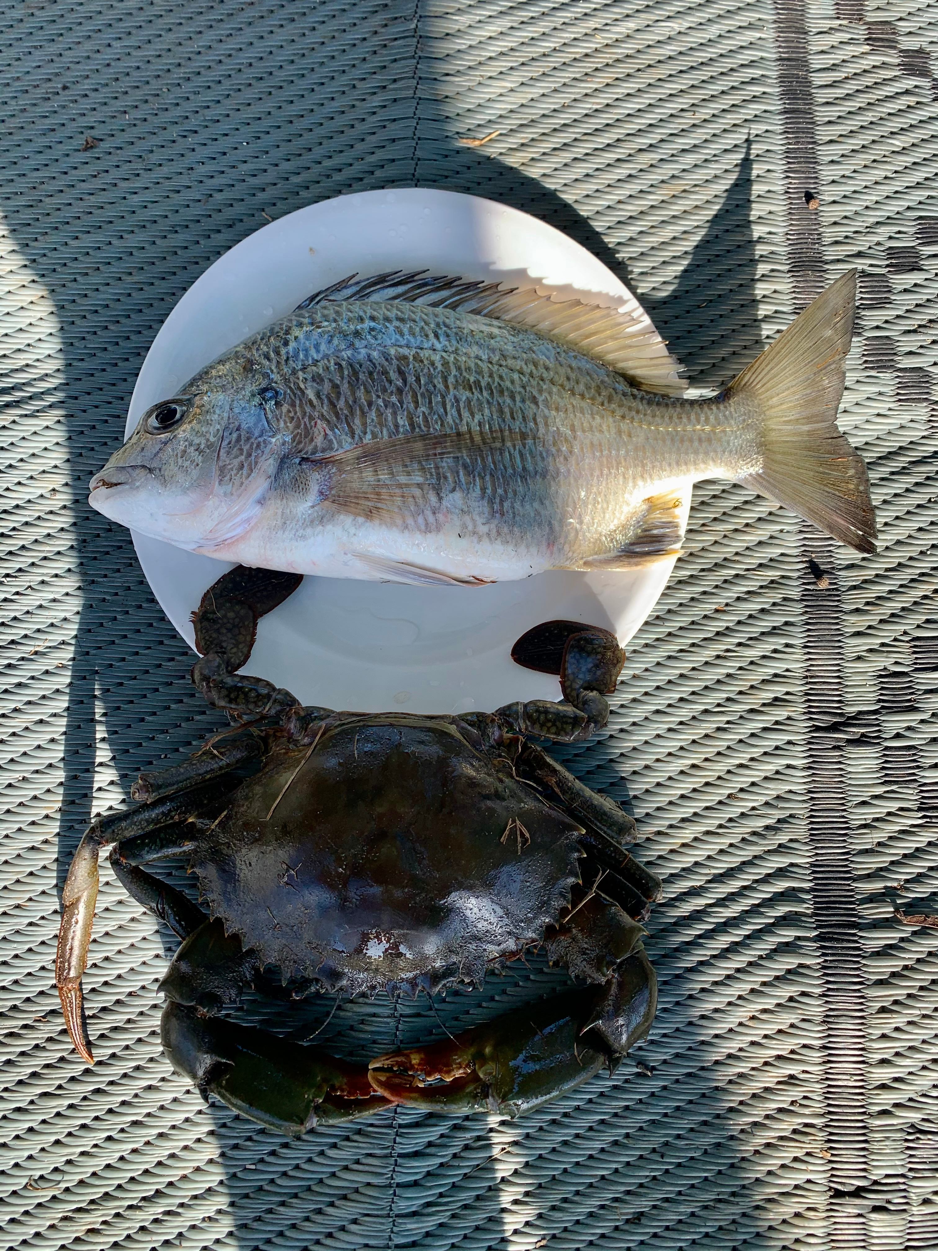 Mud crab and bream 
