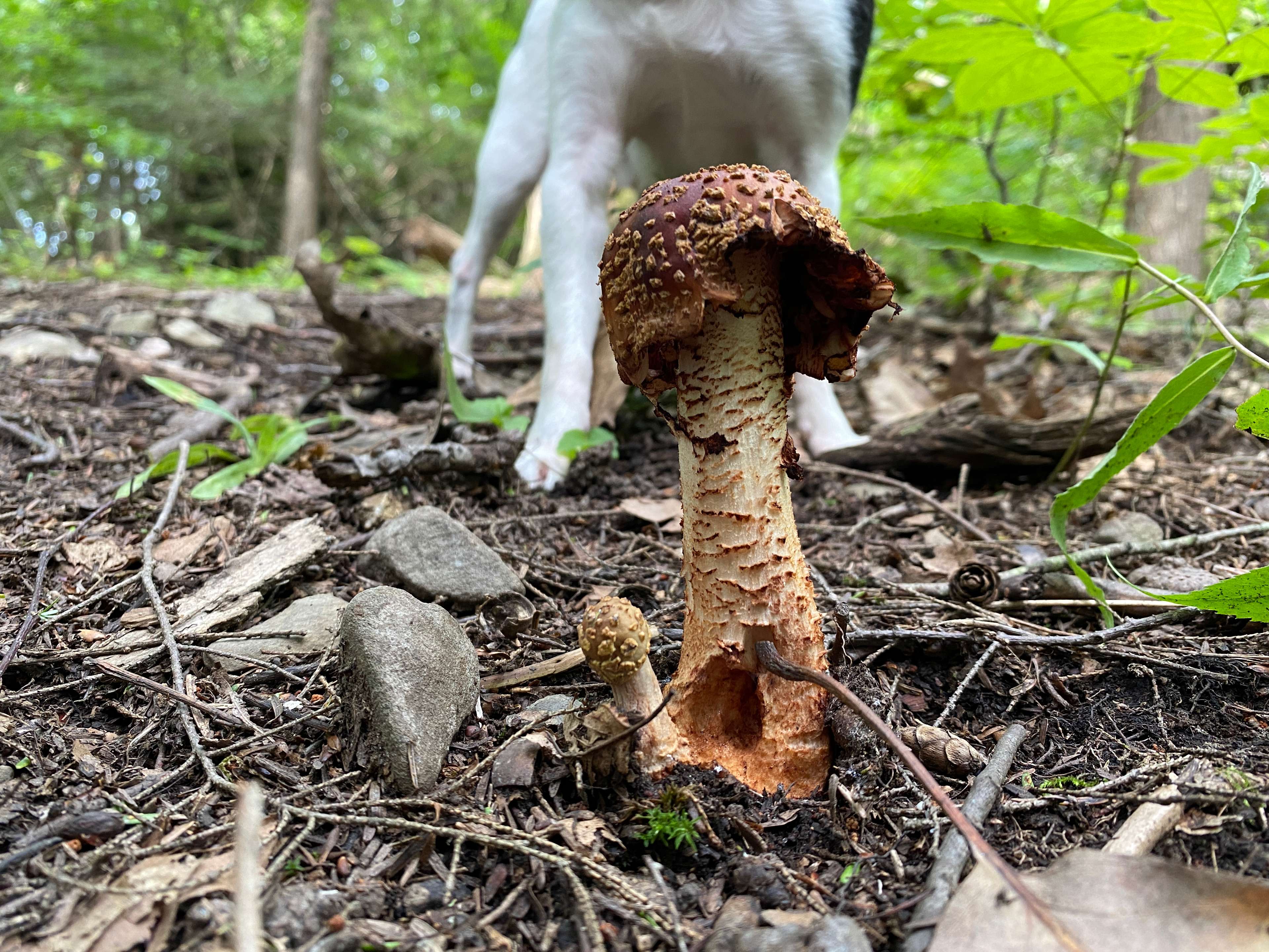 A bunch of different type of mushrooms everywhere! 
