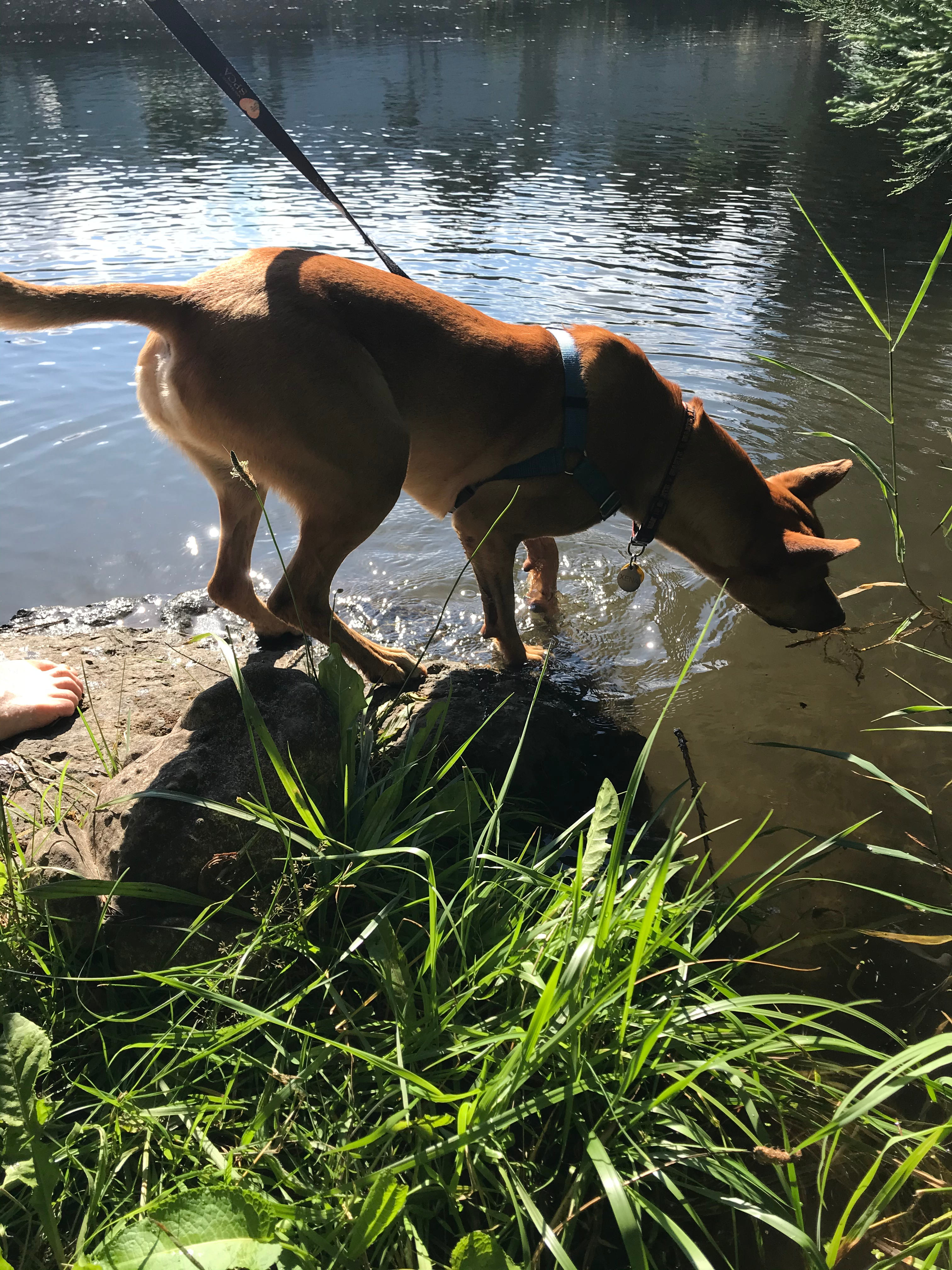 Xena enjoying a drink from the pond.