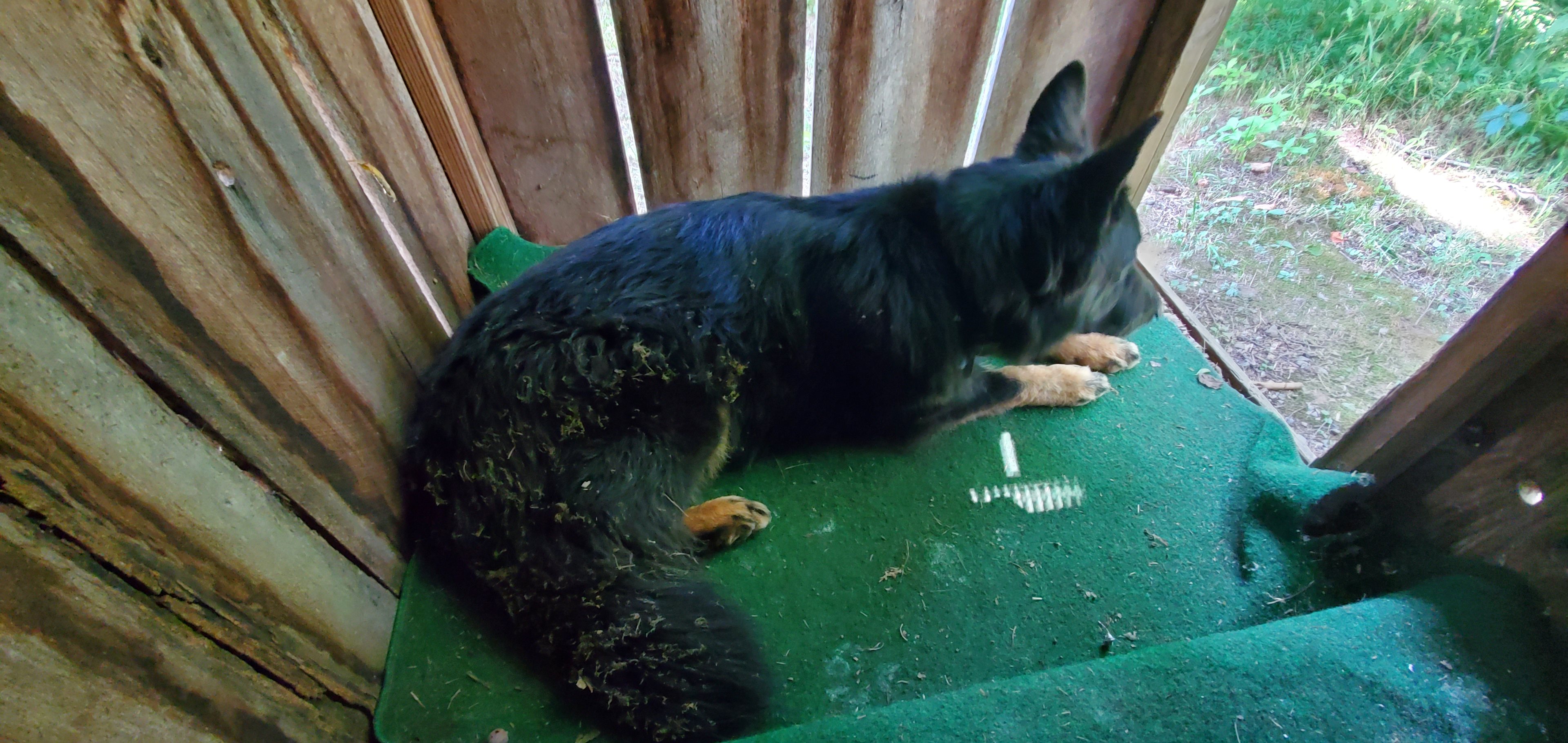 My pup gaurding my while i use the outhouse