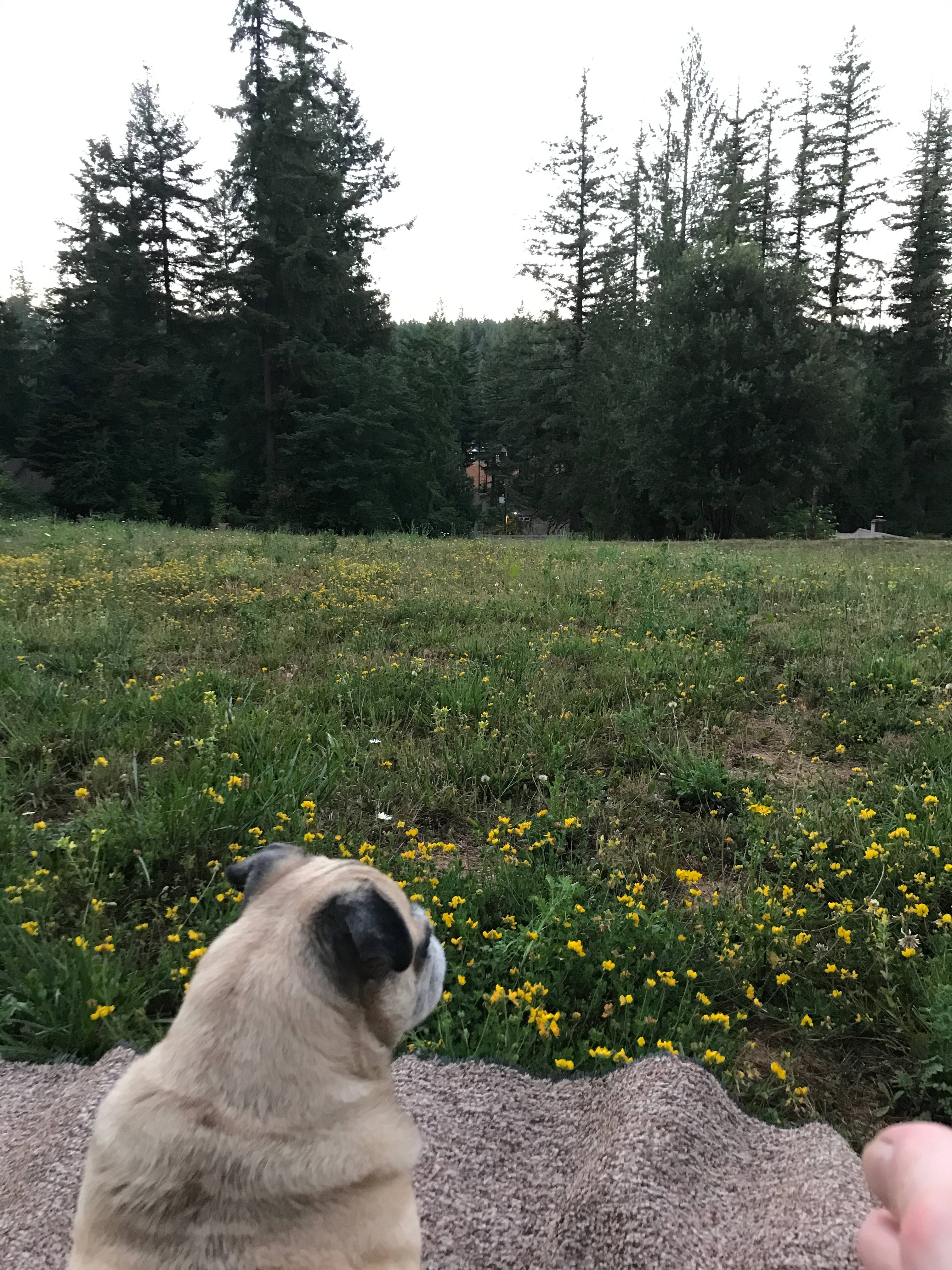 River Mountain Meadow