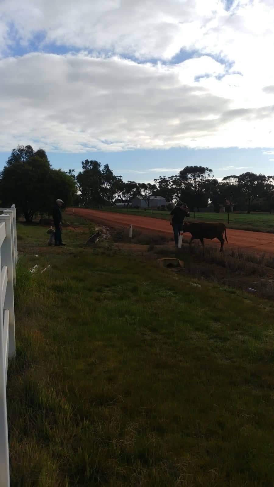 Stray one eyed steer