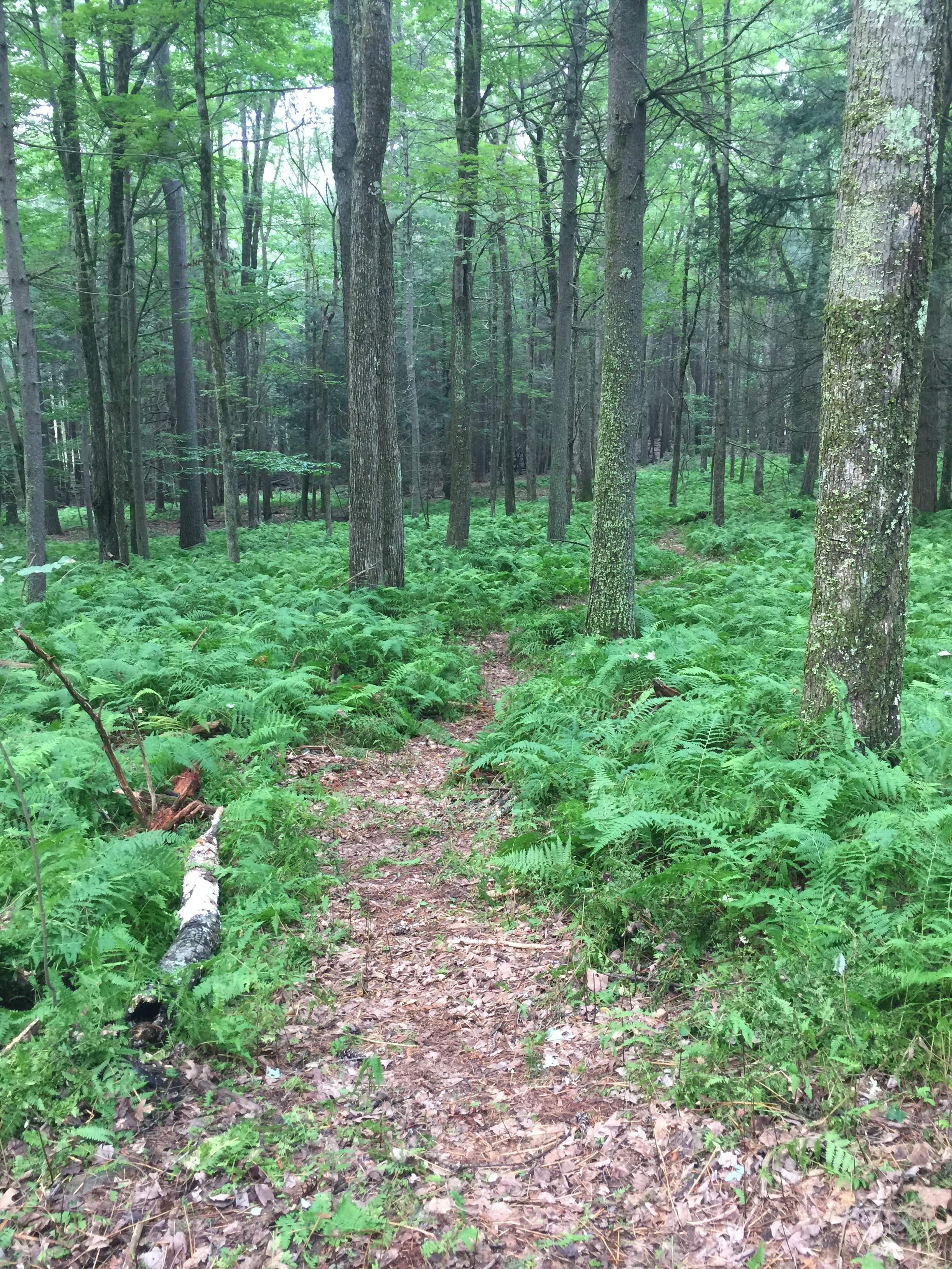 Path Going to Walking Tree Campsite