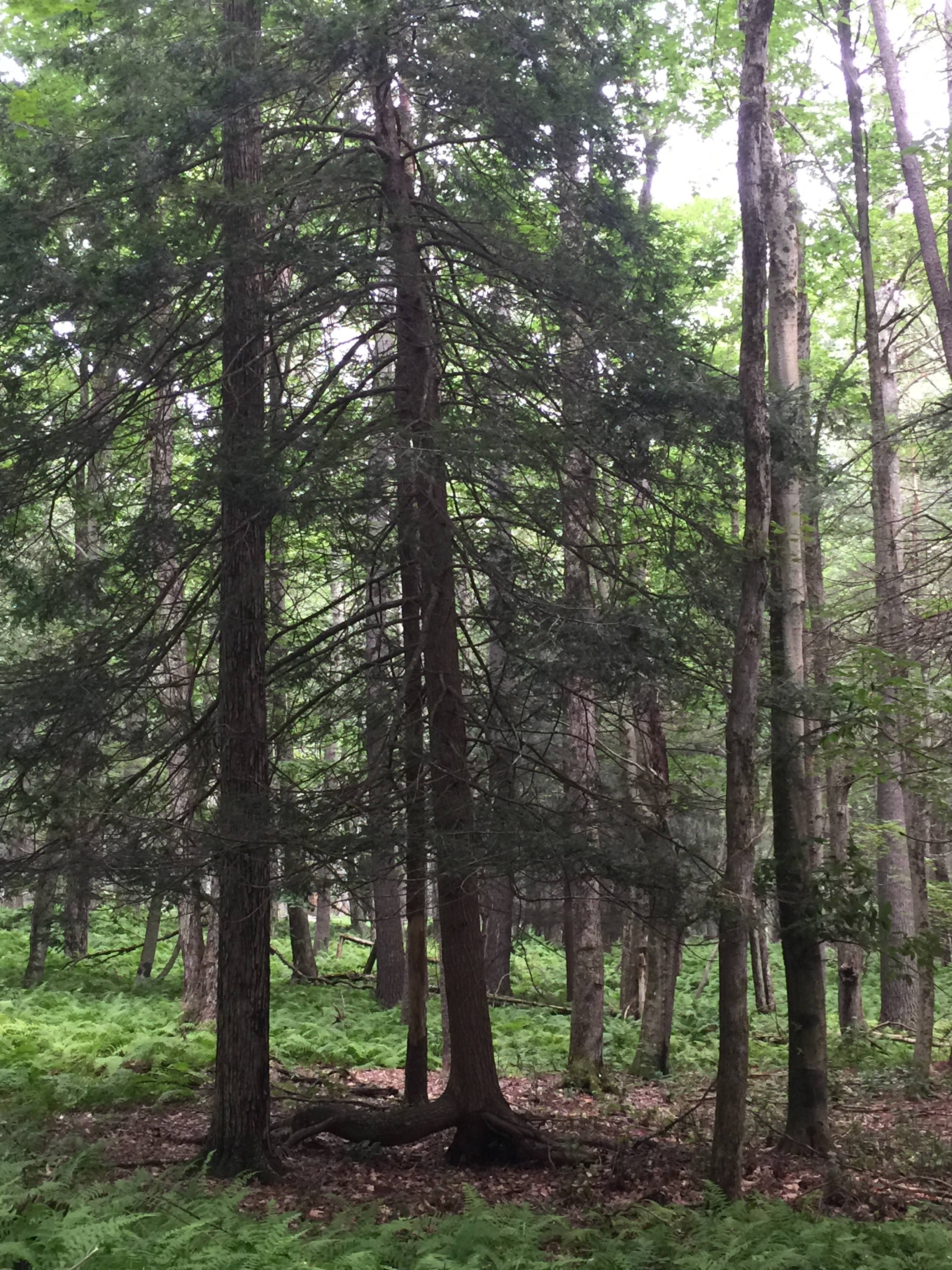 Why we call it Walking Tree.  The roots are up and it's taking a big step. 