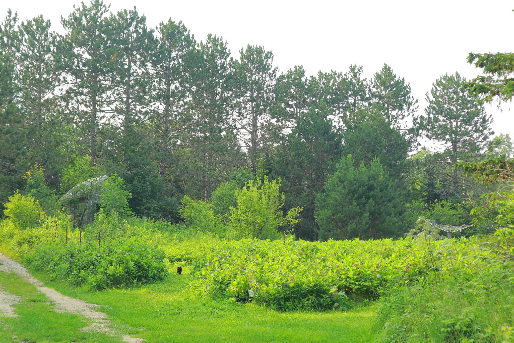 Milkweed Meadow 