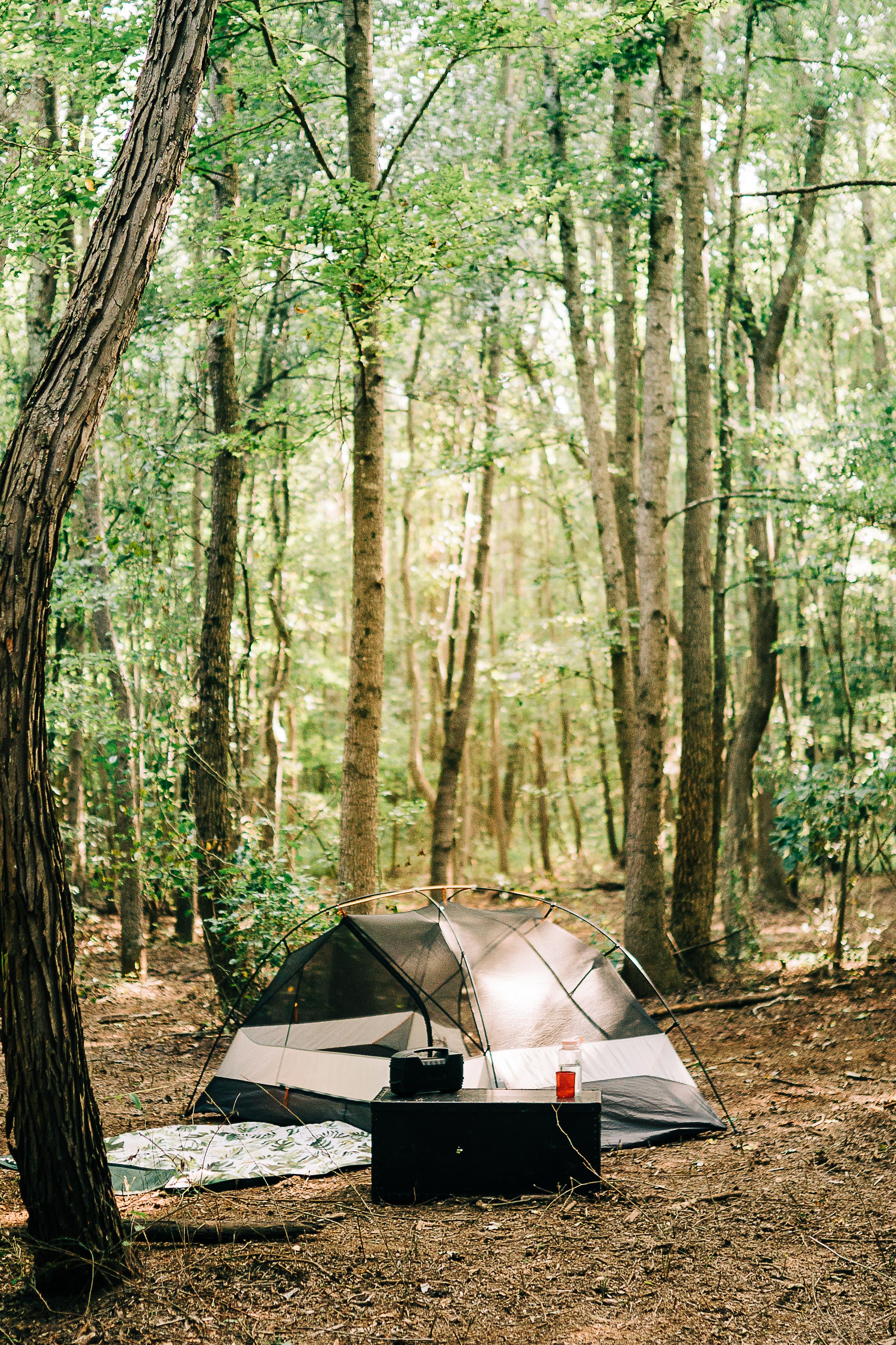 We loved being surrounded by the pines. 